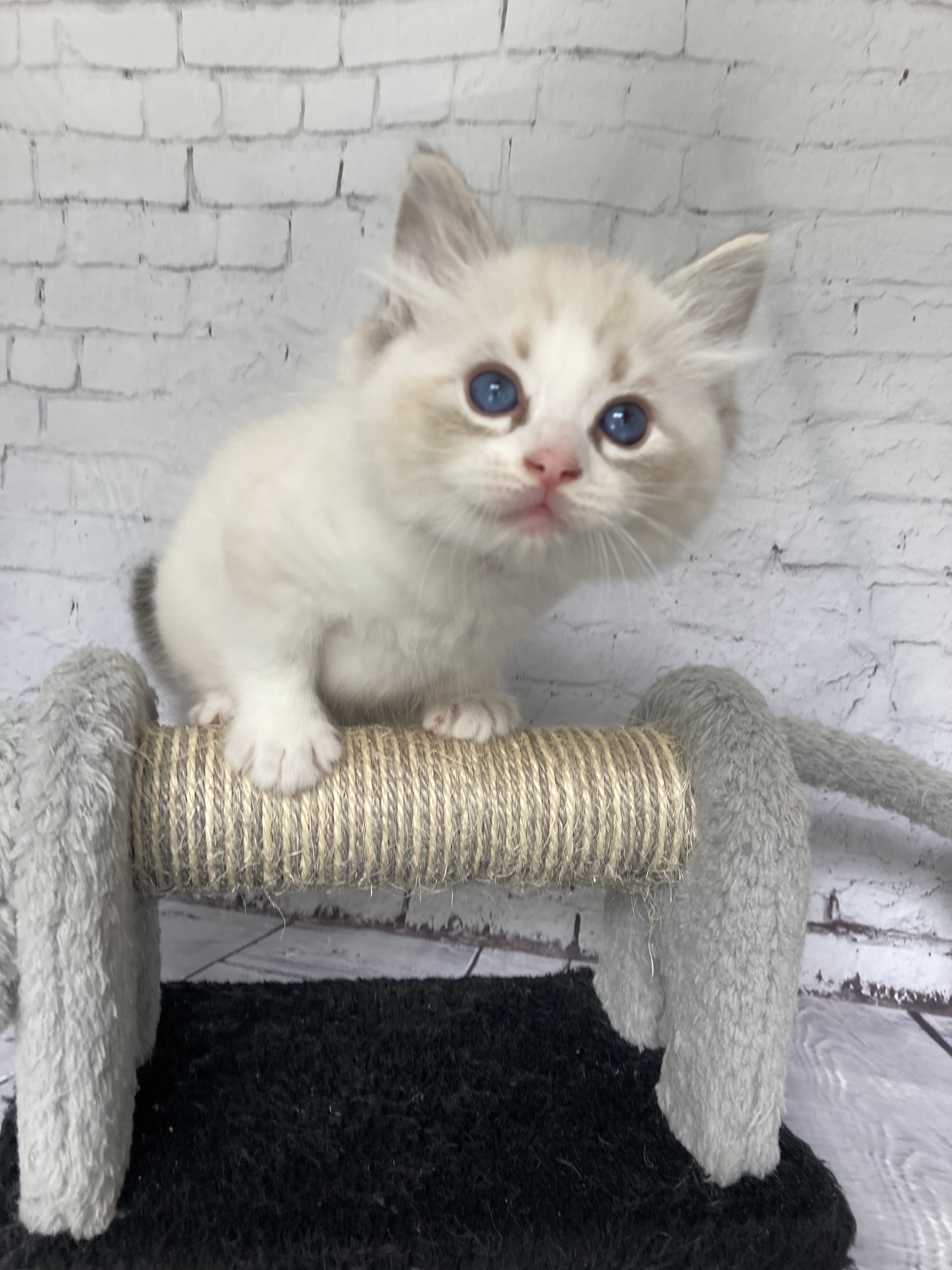chaton Ragdoll seal tabby point & blanc Blanc Les Ragdolls de la Croisette