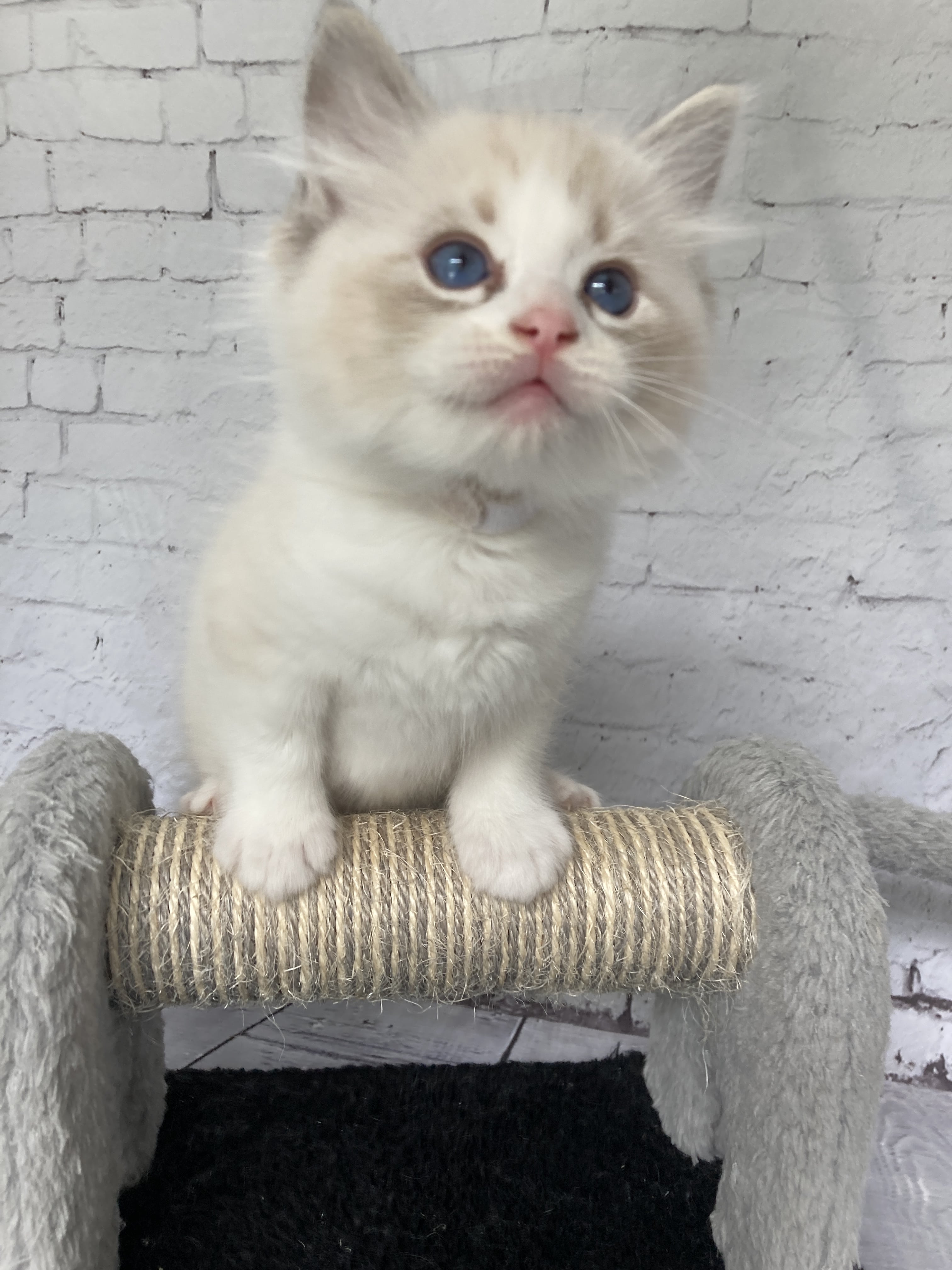 chaton Ragdoll seal tabby point & blanc Blanc Les Ragdolls de la Croisette