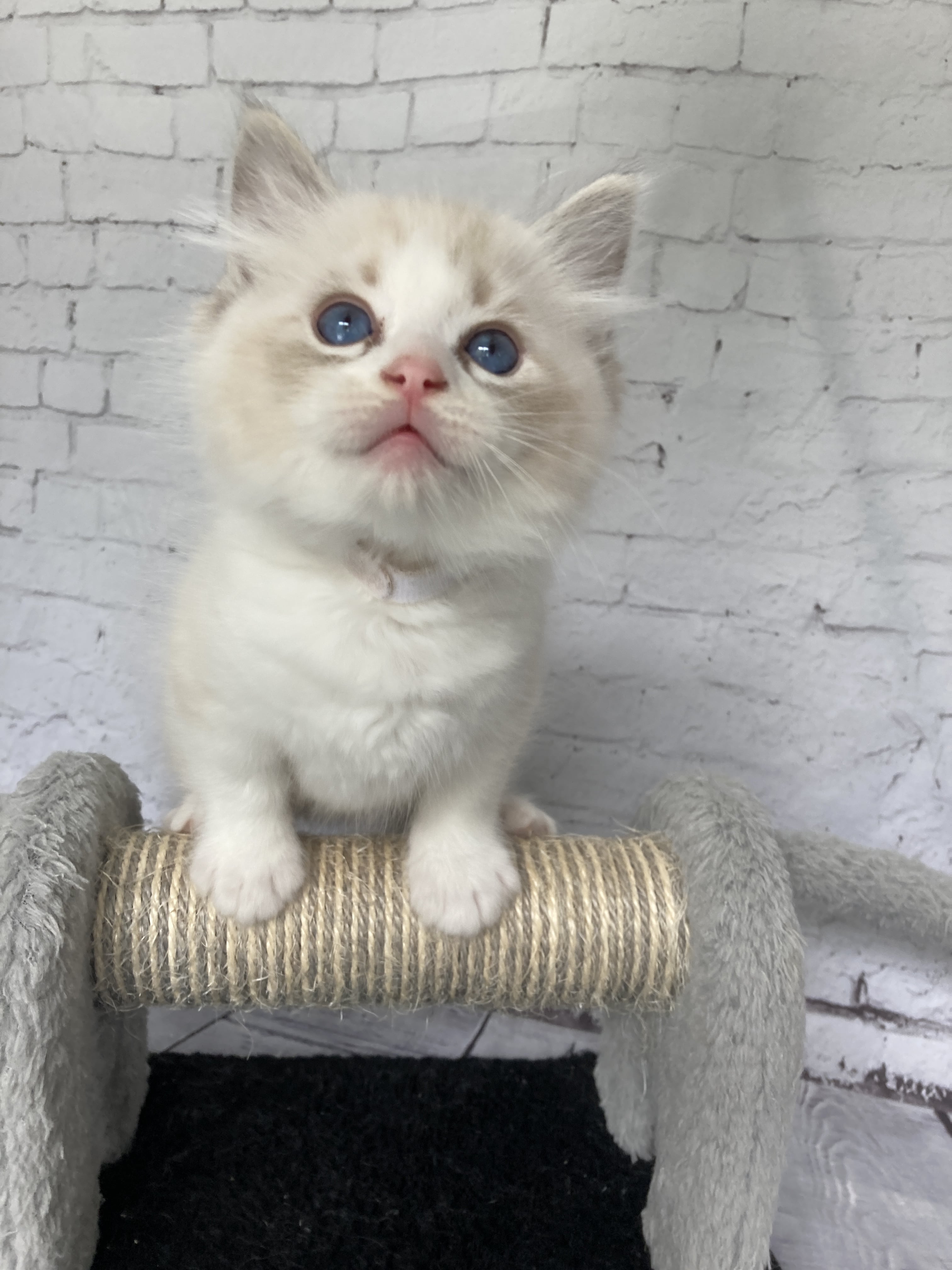chaton Ragdoll seal tabby point & blanc Blanc Les Ragdolls de la Croisette