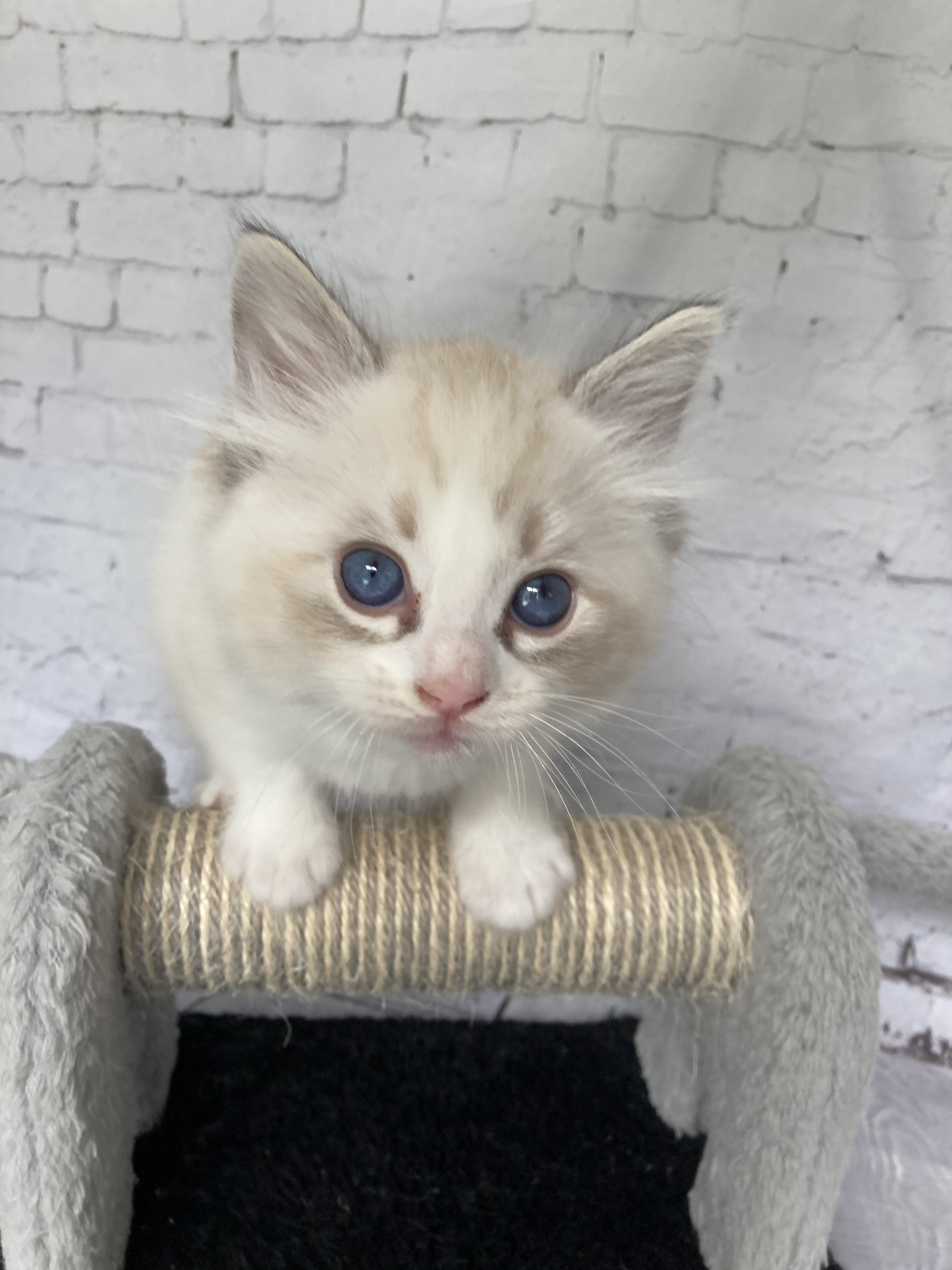 chaton Ragdoll seal tabby point & blanc Blanc Les Ragdolls de la Croisette
