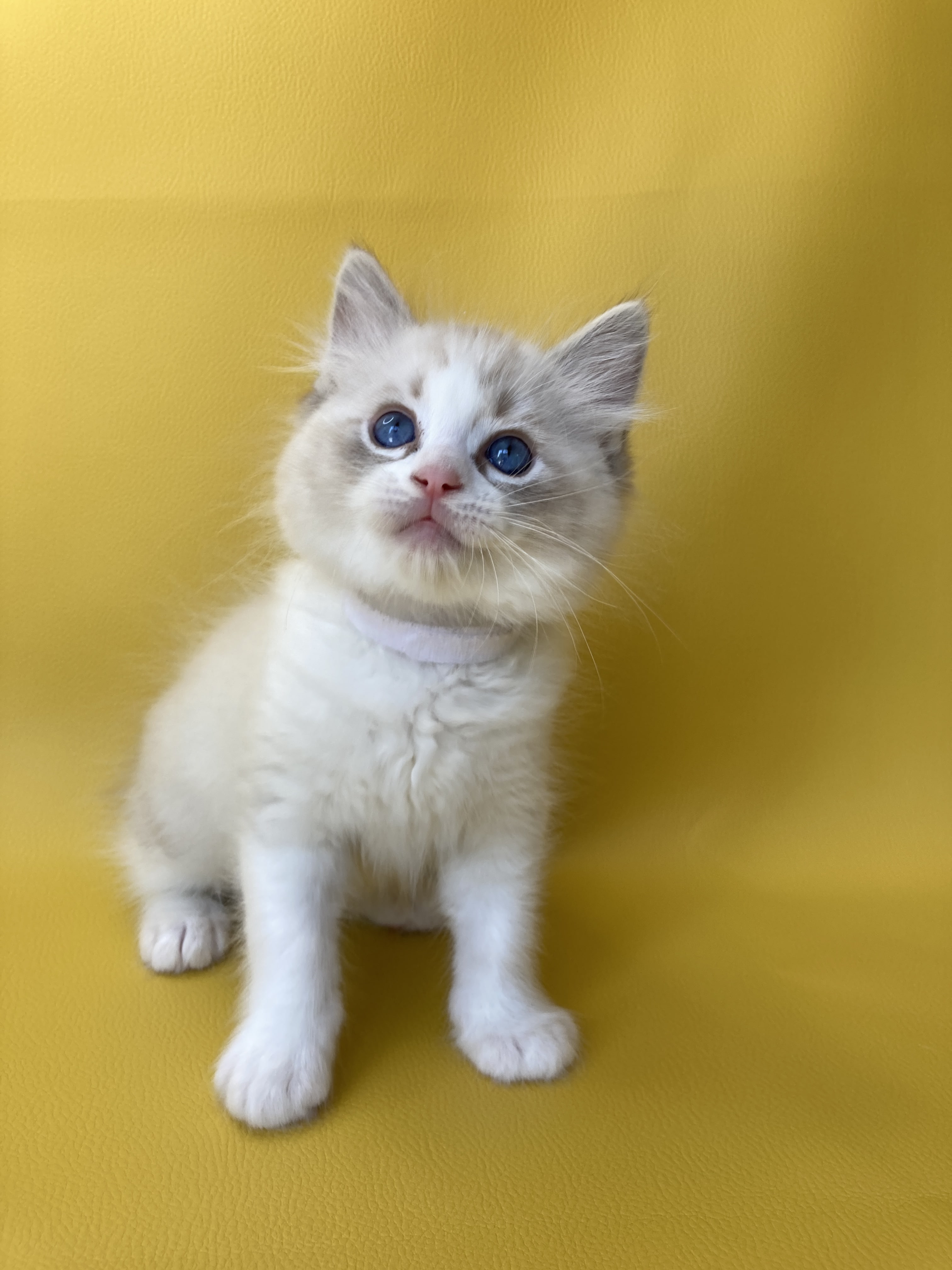 chaton Ragdoll seal tabby point & blanc Shakespeare Les Ragdolls de la Croisette