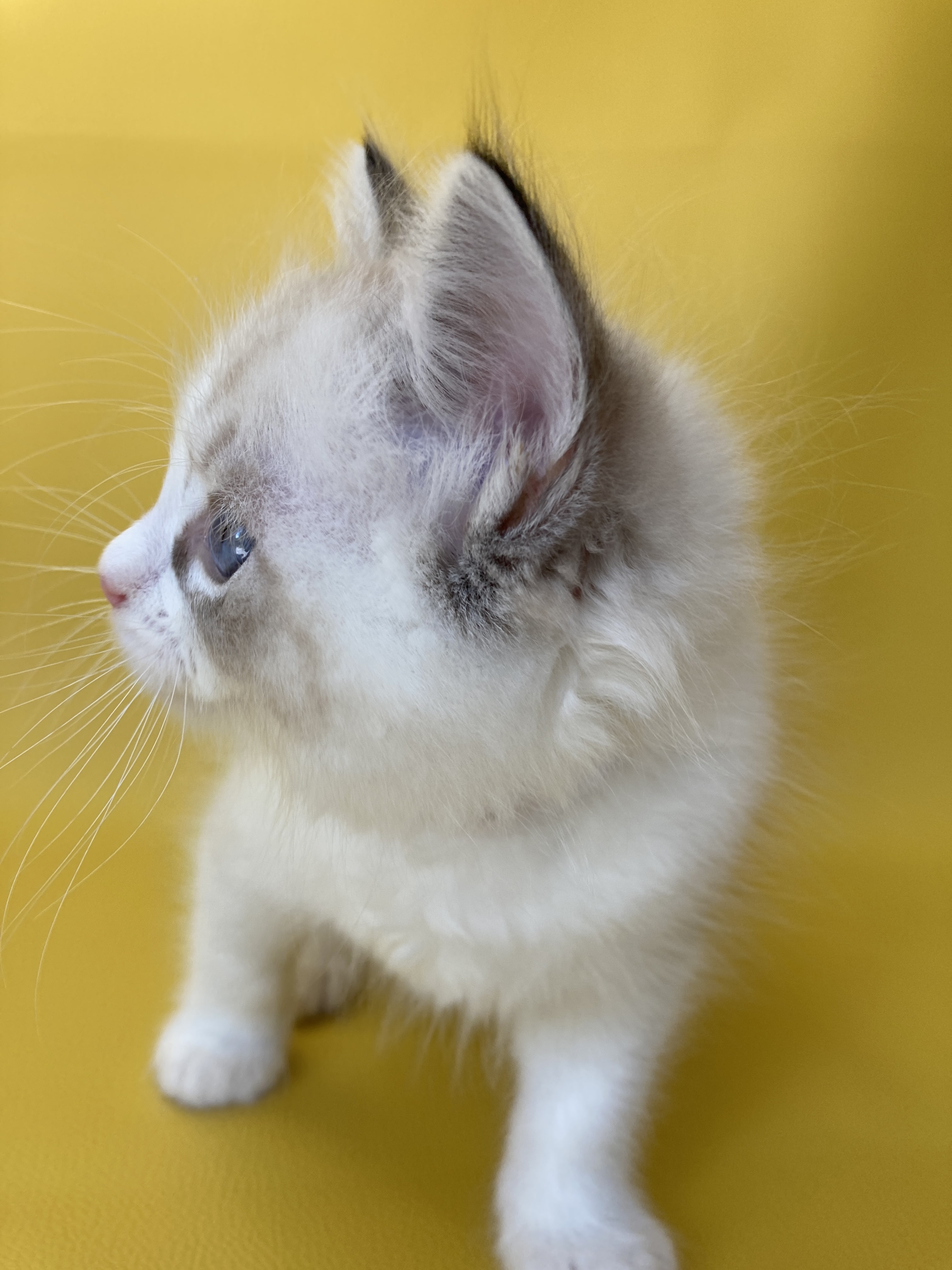 chaton Ragdoll seal tabby point & blanc Shakespeare Les Ragdolls de la Croisette