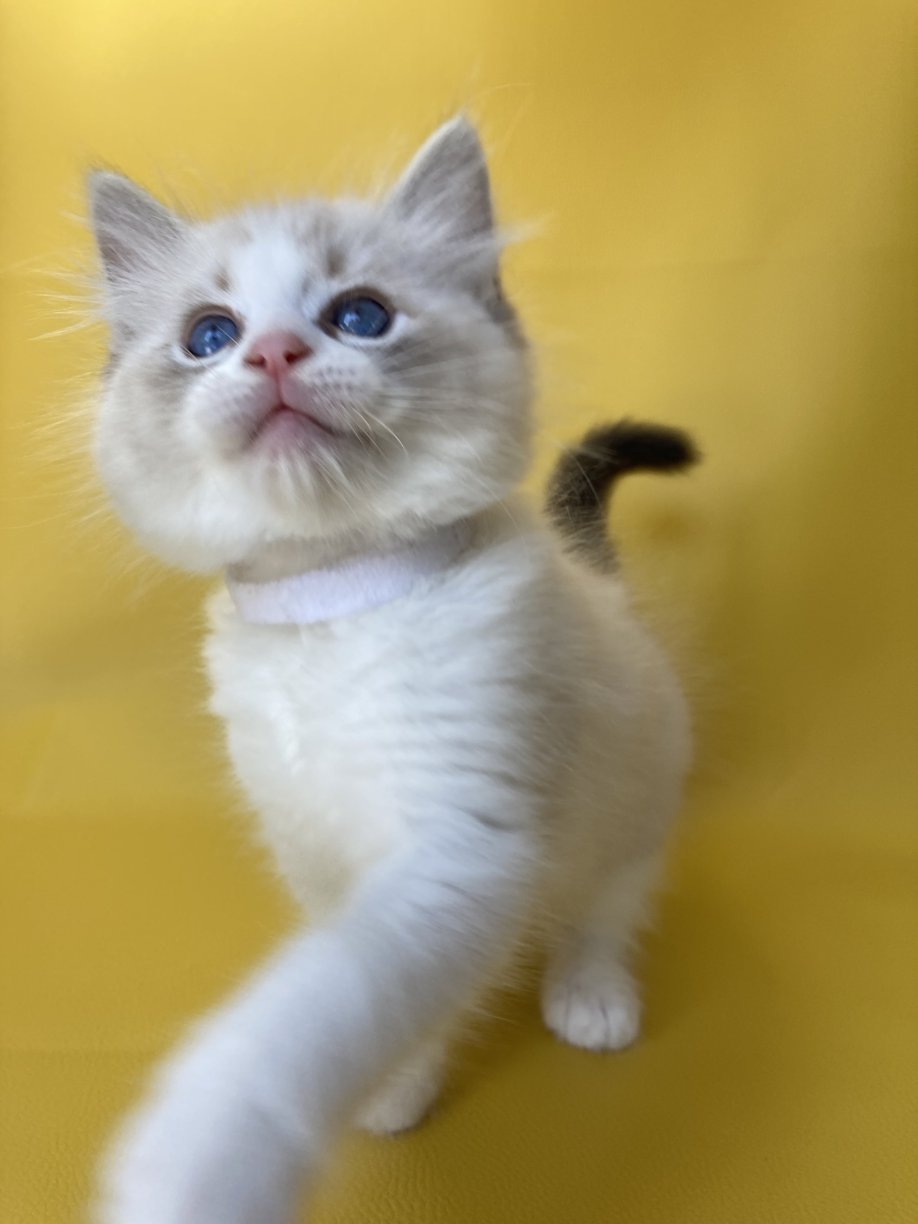 chaton Ragdoll seal tabby point & blanc Shakespeare Les Ragdolls de la Croisette