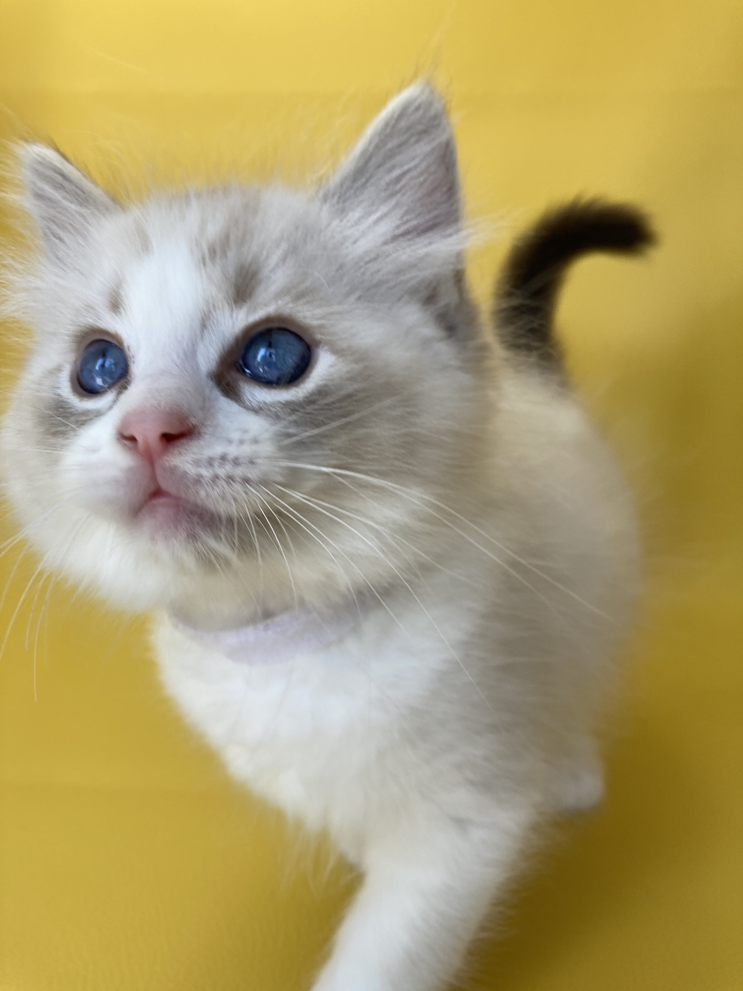 chaton Ragdoll seal tabby point & blanc Shakespeare Les Ragdolls de la Croisette