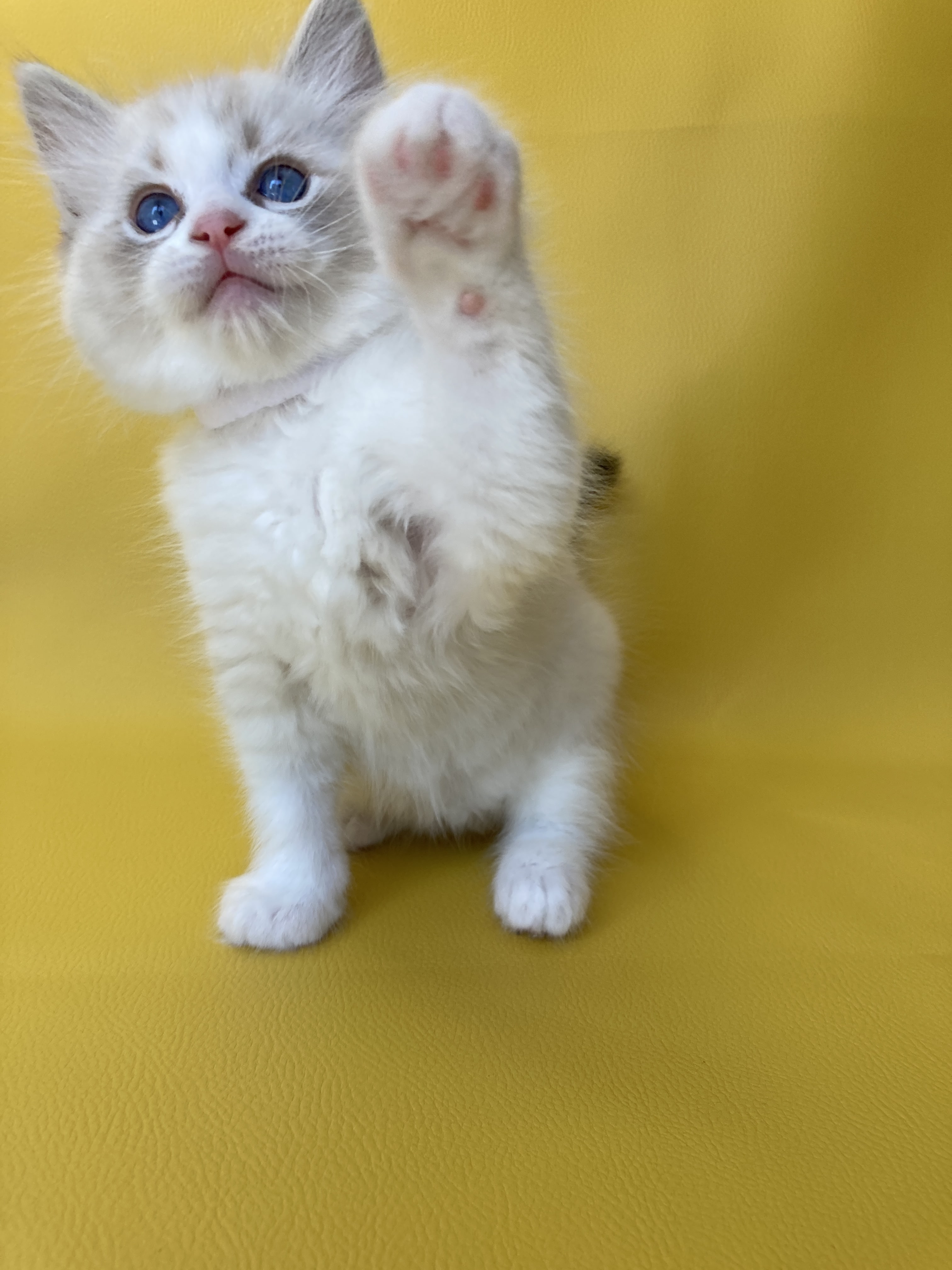 chaton Ragdoll seal tabby point & blanc Shakespeare Les Ragdolls de la Croisette