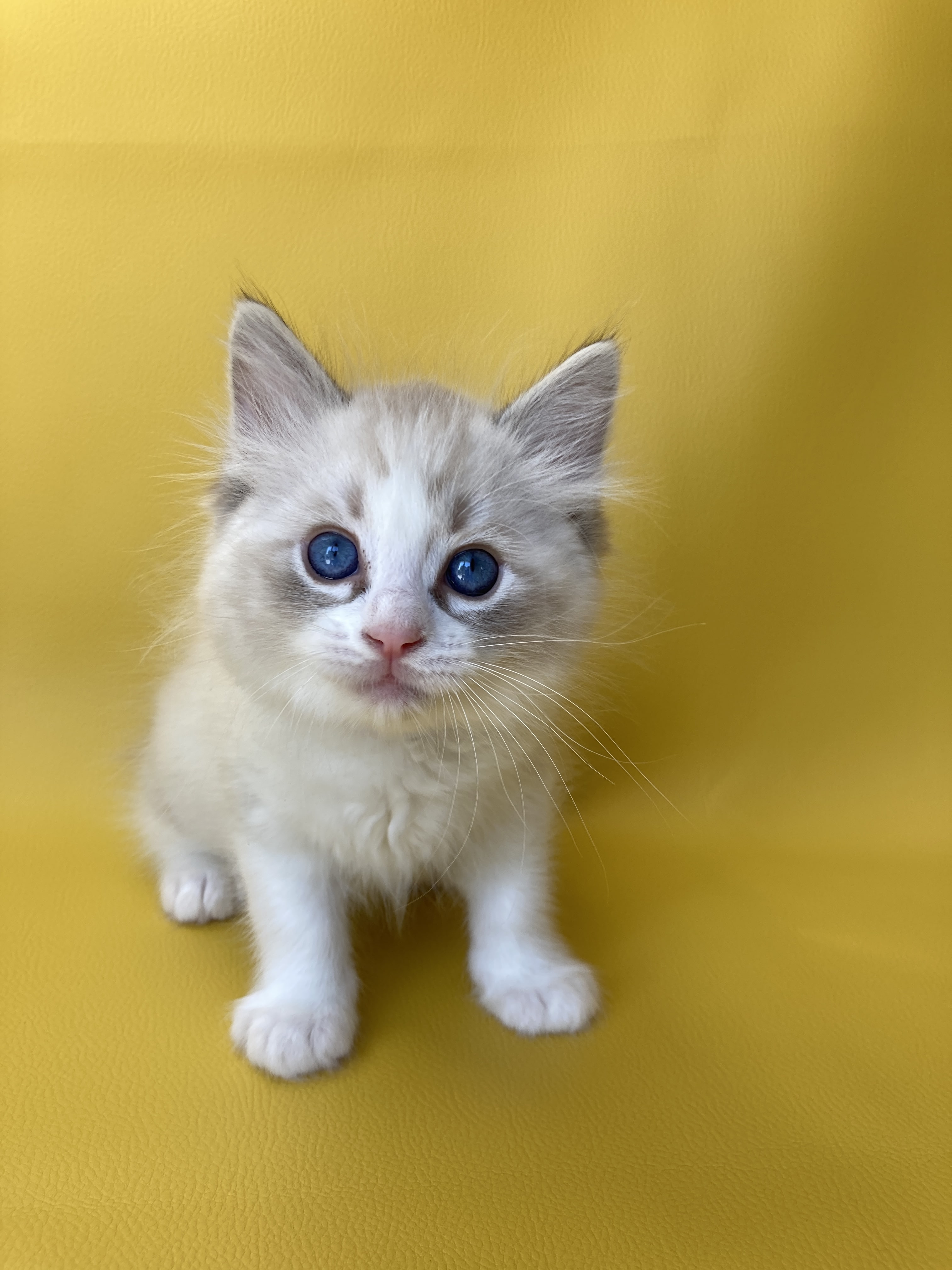 chaton Ragdoll seal tabby point & blanc Shakespeare Les Ragdolls de la Croisette