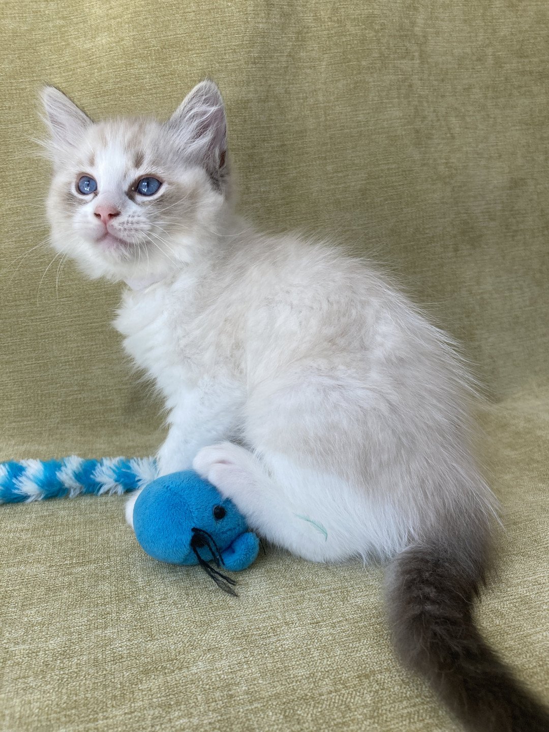 chaton Ragdoll seal tabby point & blanc Shakespeare Les Ragdolls de la Croisette
