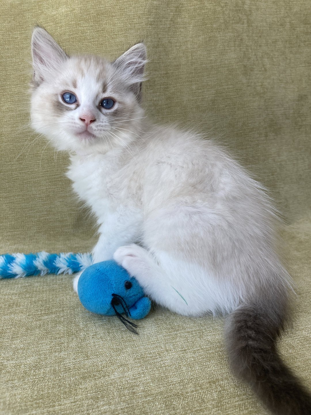 chaton Ragdoll seal tabby point & blanc Shakespeare Les Ragdolls de la Croisette