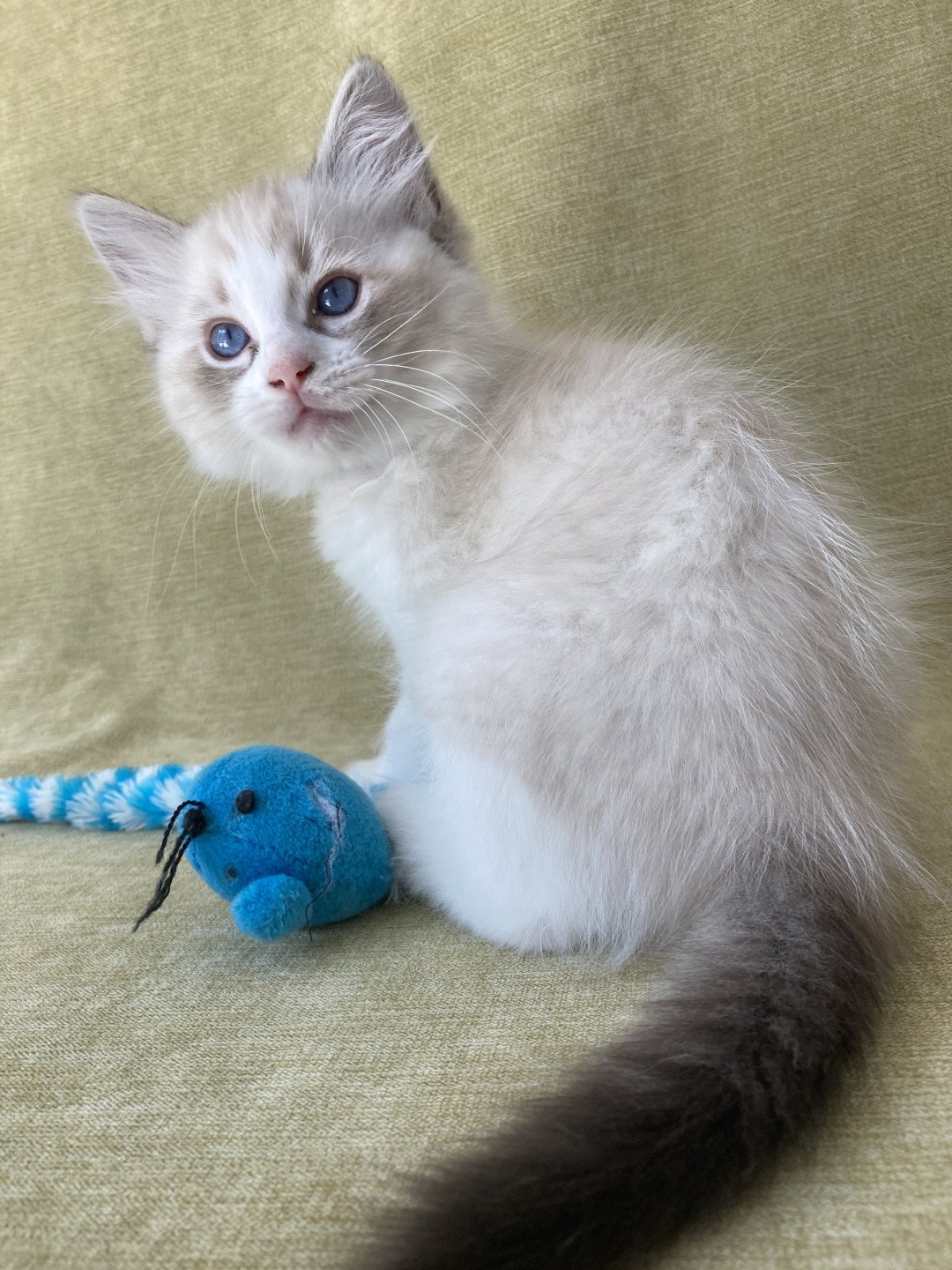 chaton Ragdoll seal tabby point & blanc Shakespeare Les Ragdolls de la Croisette