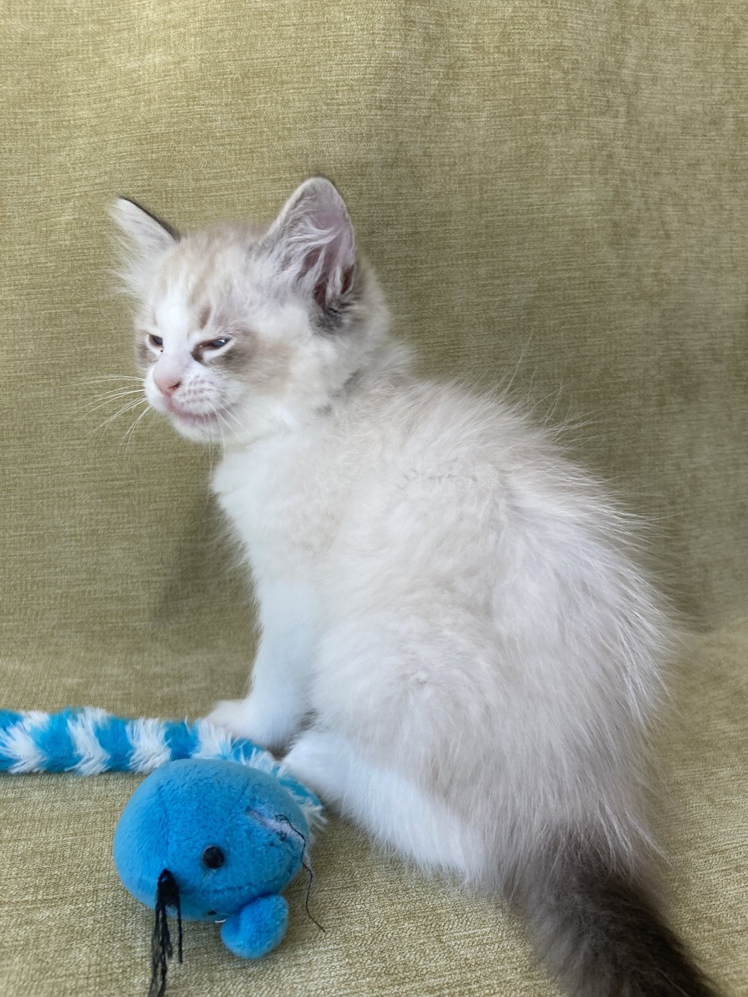 chaton Ragdoll seal tabby point & blanc Shakespeare Les Ragdolls de la Croisette