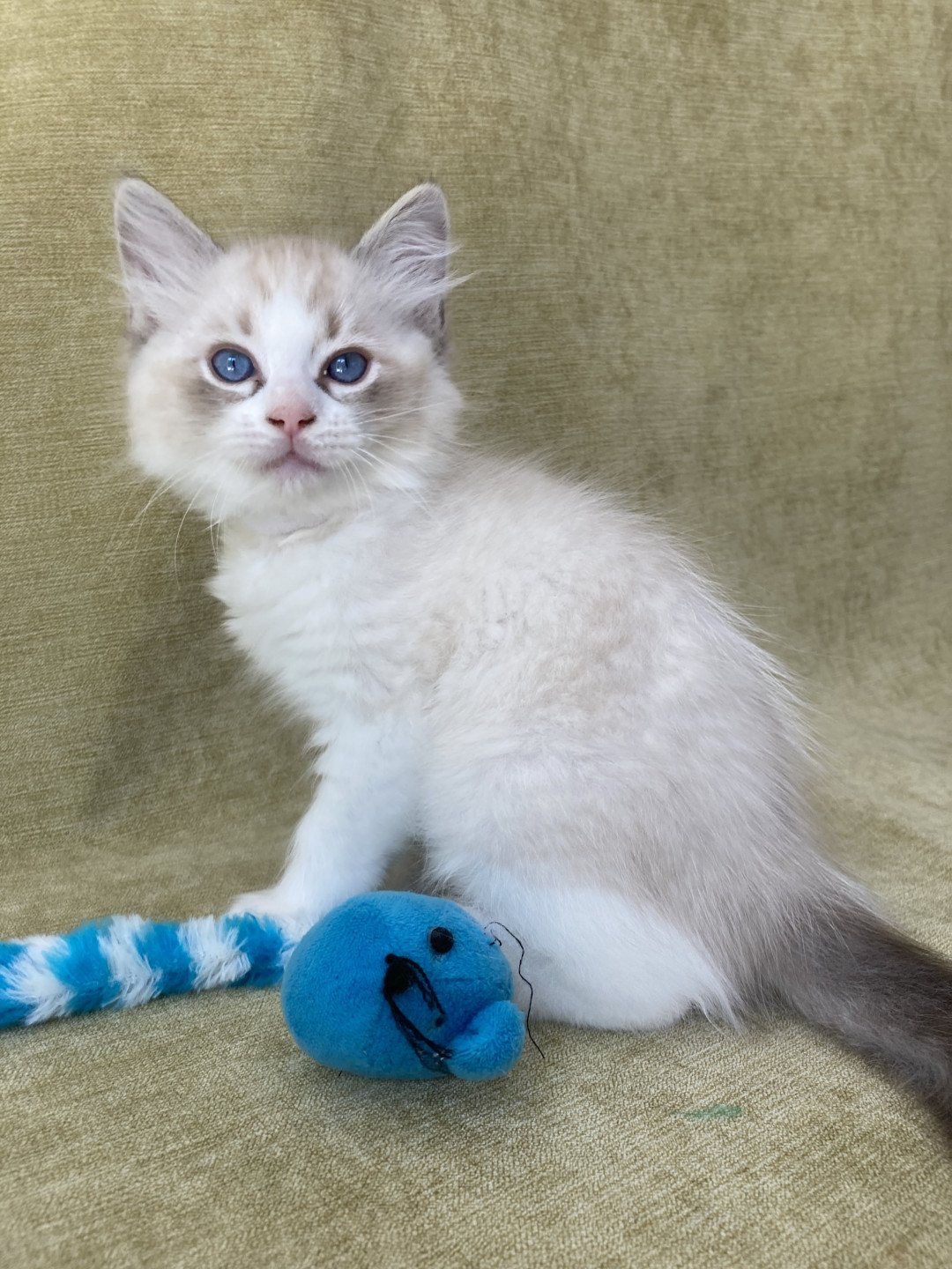 chaton Ragdoll seal tabby point & blanc Shakespeare Les Ragdolls de la Croisette