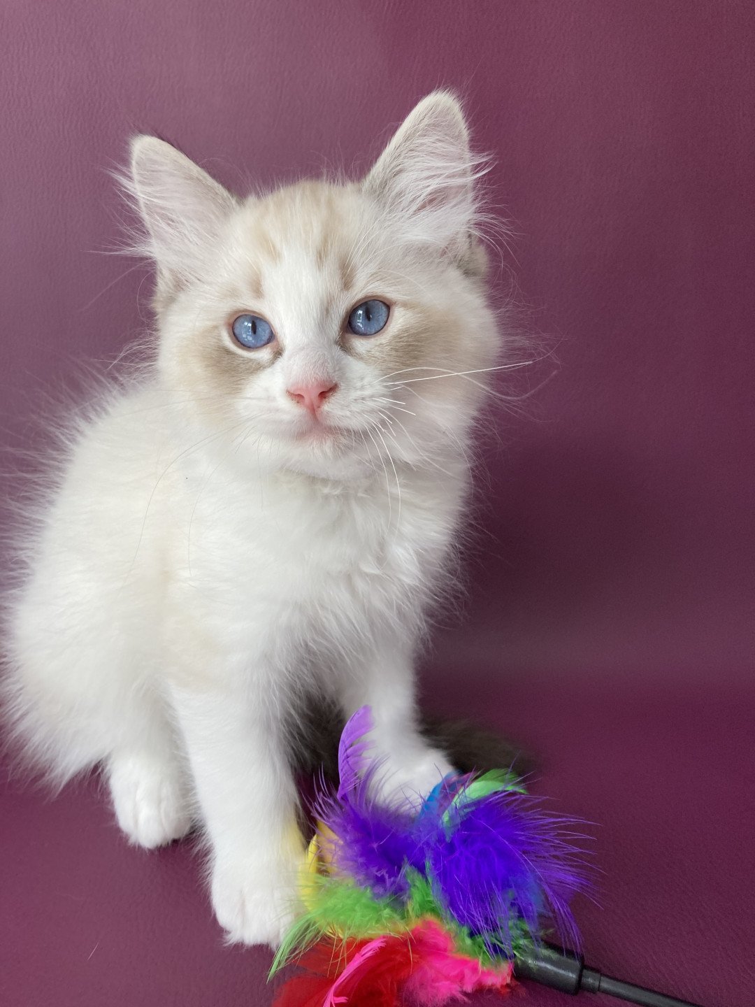 chaton Ragdoll seal tabby point & blanc Shakespeare Les Ragdolls de la Croisette