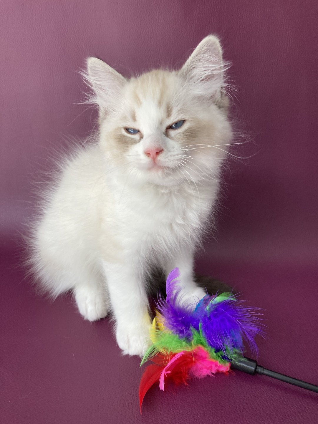 chaton Ragdoll seal tabby point & blanc Shakespeare Les Ragdolls de la Croisette