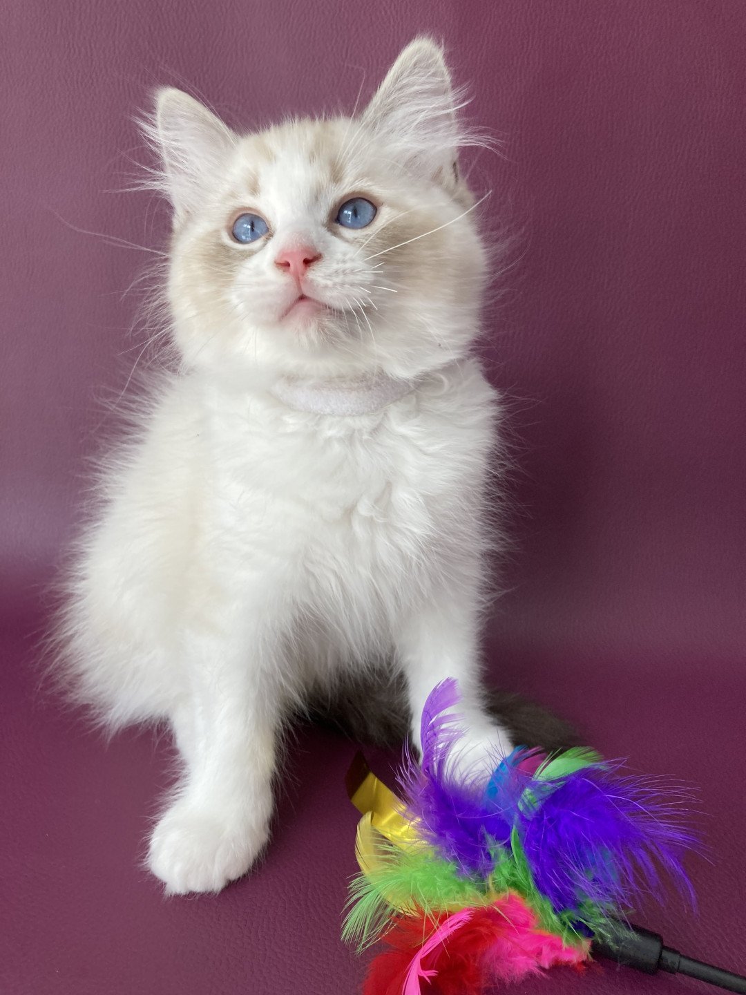 chaton Ragdoll seal tabby point & blanc Shakespeare Les Ragdolls de la Croisette