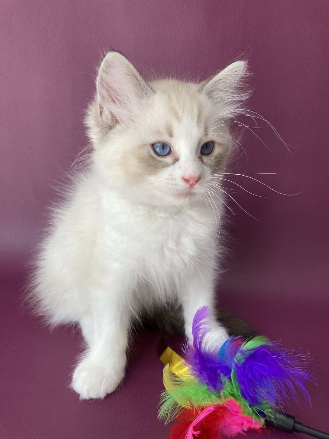 chaton Ragdoll seal tabby point & blanc Shakespeare Les Ragdolls de la Croisette