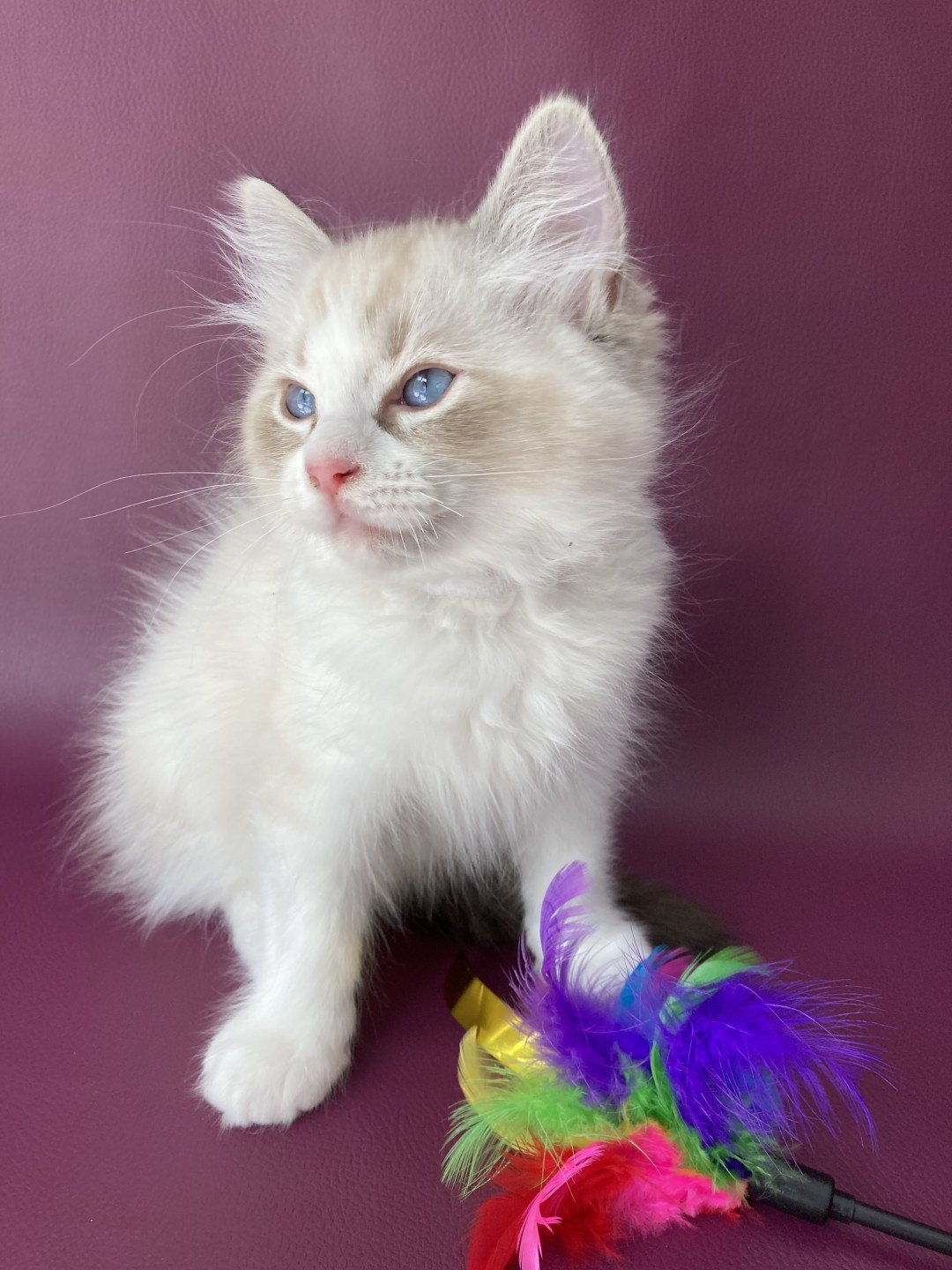 chaton Ragdoll seal tabby point & blanc Shakespeare Les Ragdolls de la Croisette