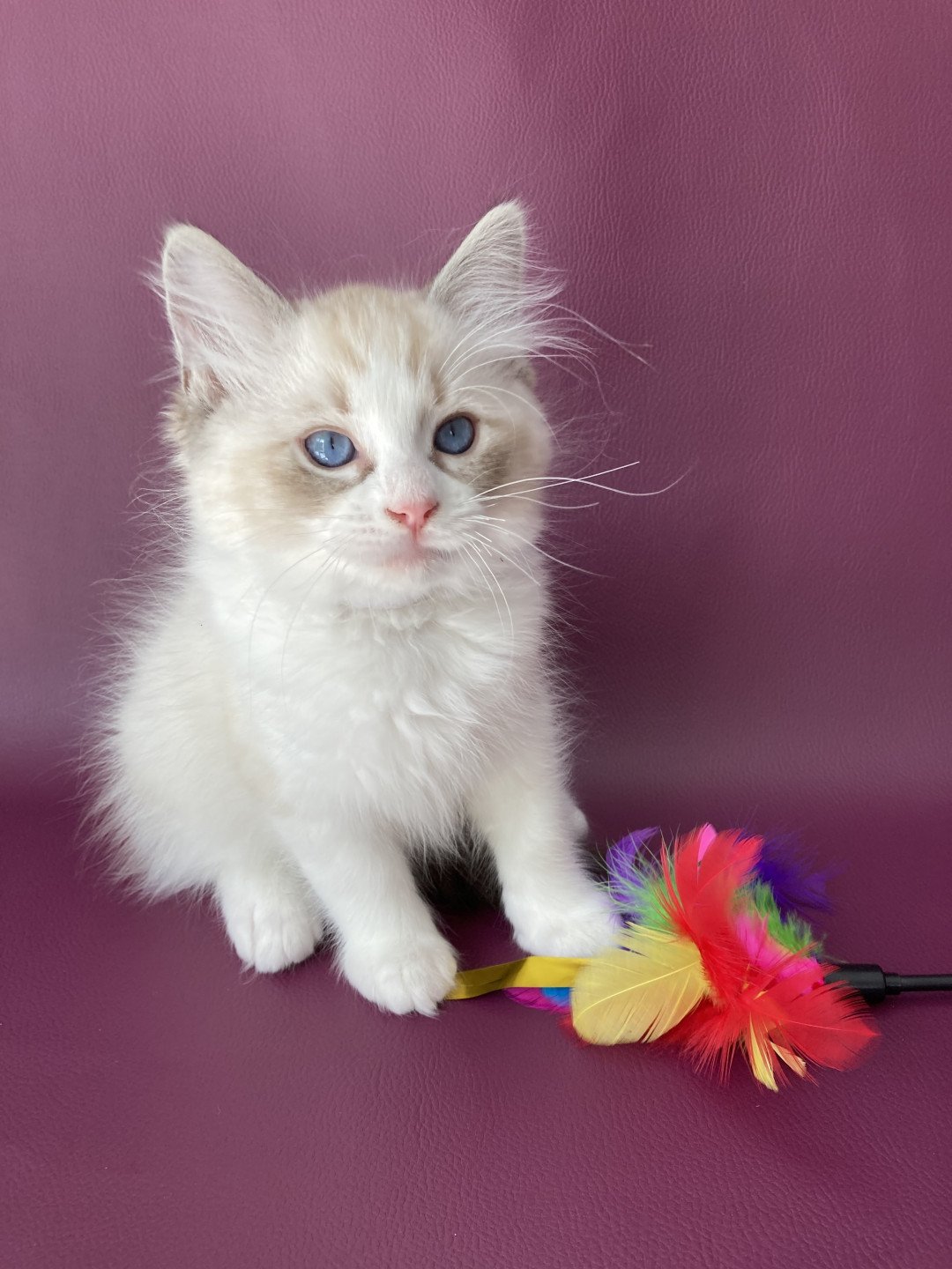 chaton Ragdoll seal tabby point & blanc Shakespeare Les Ragdolls de la Croisette