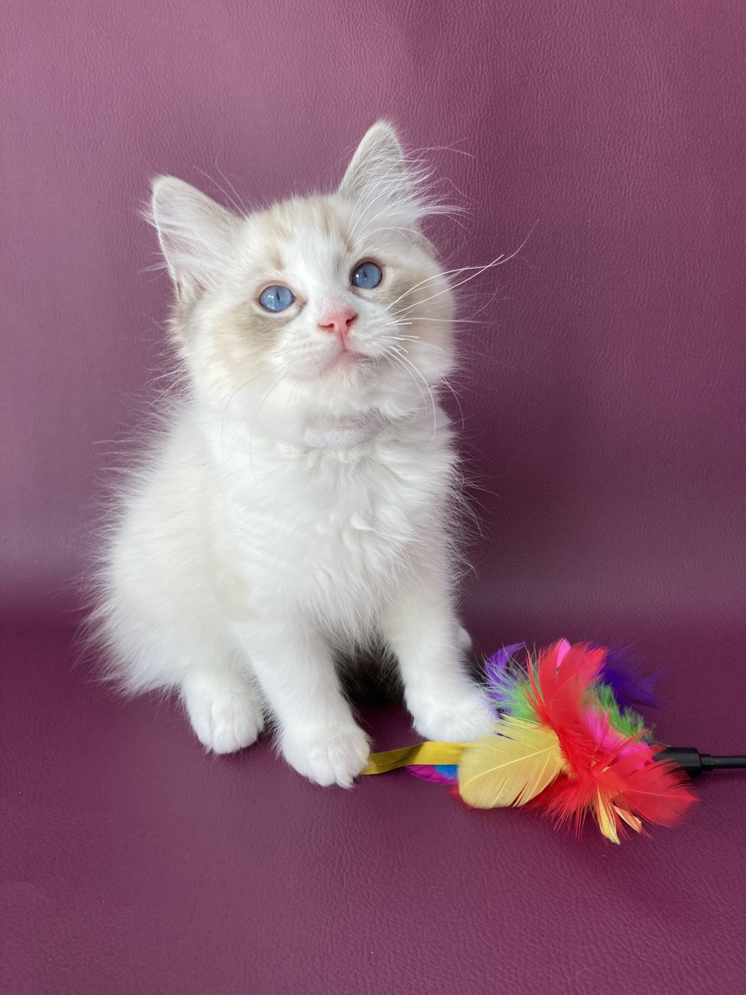 chaton Ragdoll seal tabby point & blanc Shakespeare Les Ragdolls de la Croisette