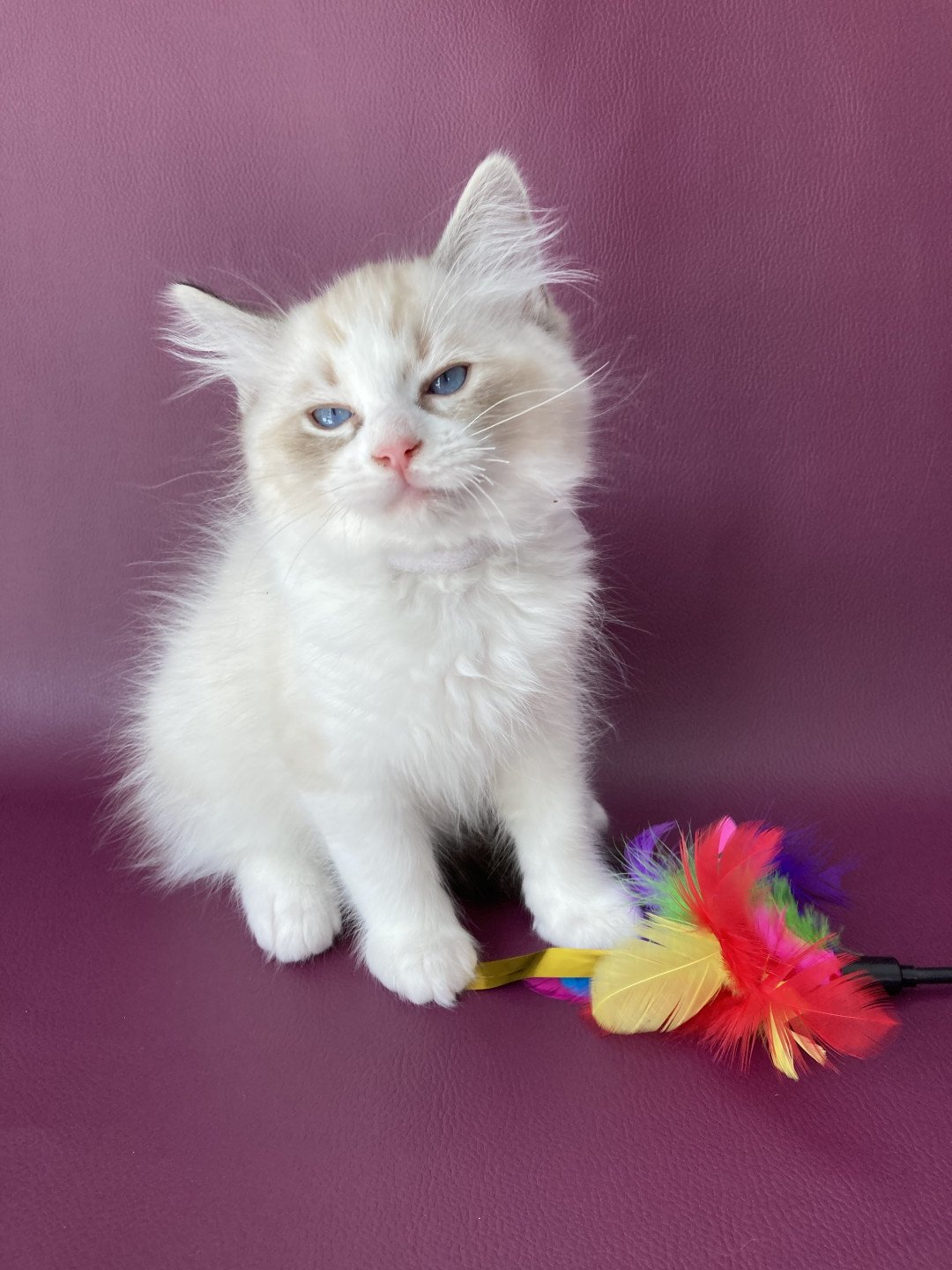 chaton Ragdoll seal tabby point & blanc Shakespeare Les Ragdolls de la Croisette