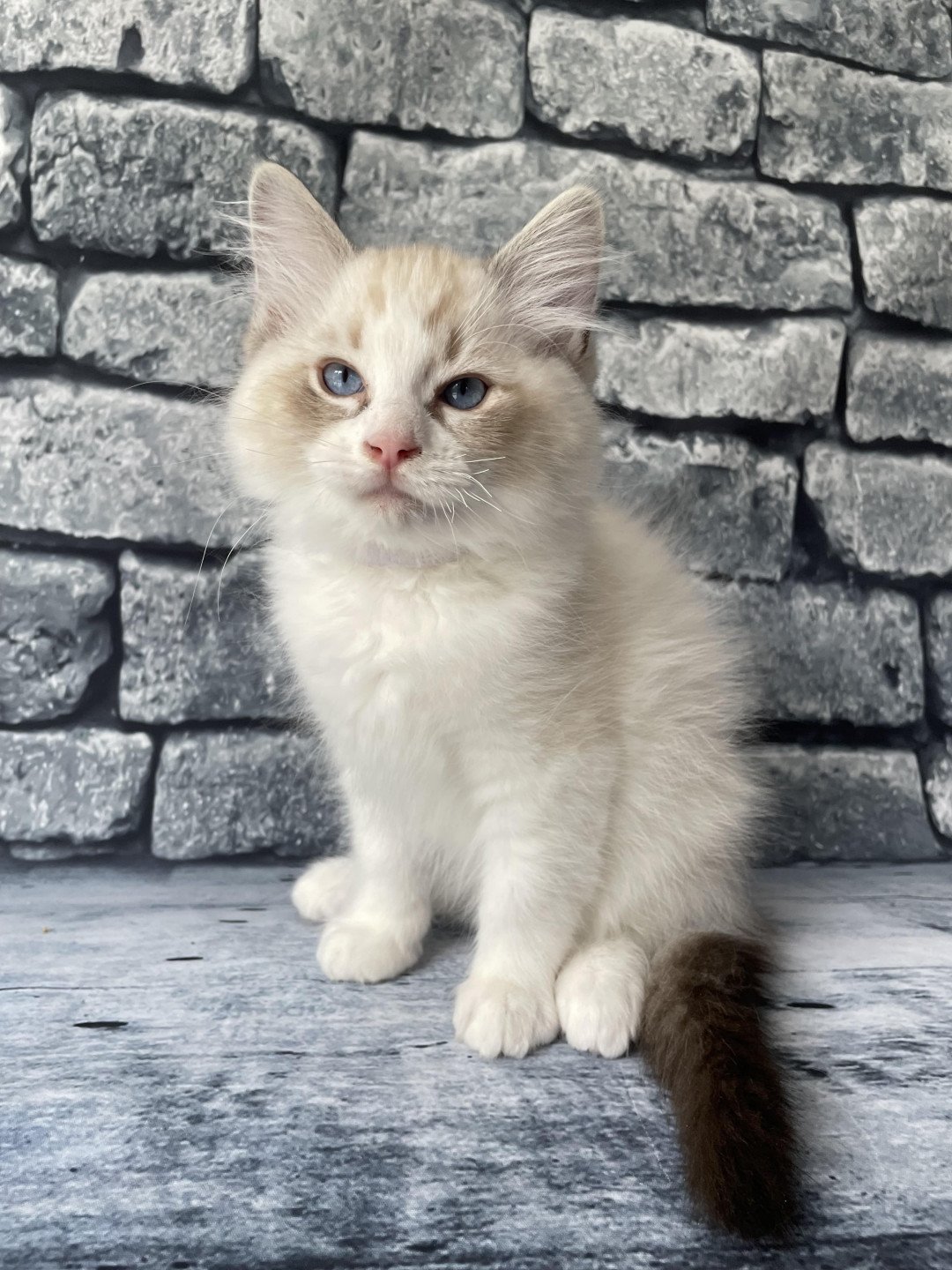 chaton Ragdoll seal tabby point & blanc Shakespeare Les Ragdolls de la Croisette