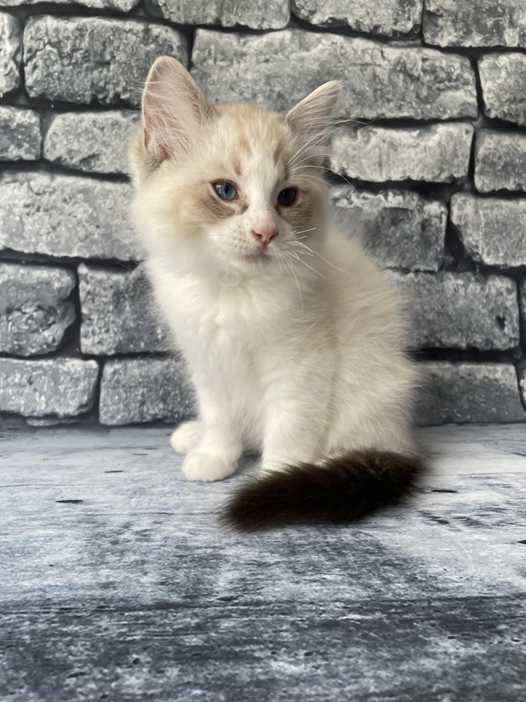 chaton Ragdoll seal tabby point & blanc Shakespeare Les Ragdolls de la Croisette
