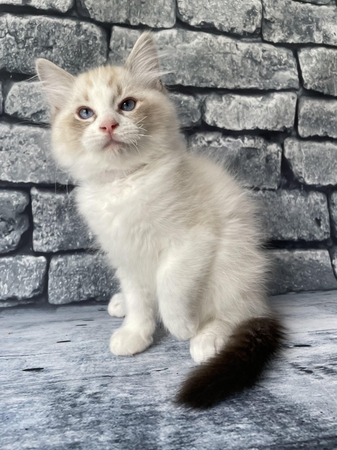 chaton Ragdoll seal tabby point & blanc Shakespeare Les Ragdolls de la Croisette