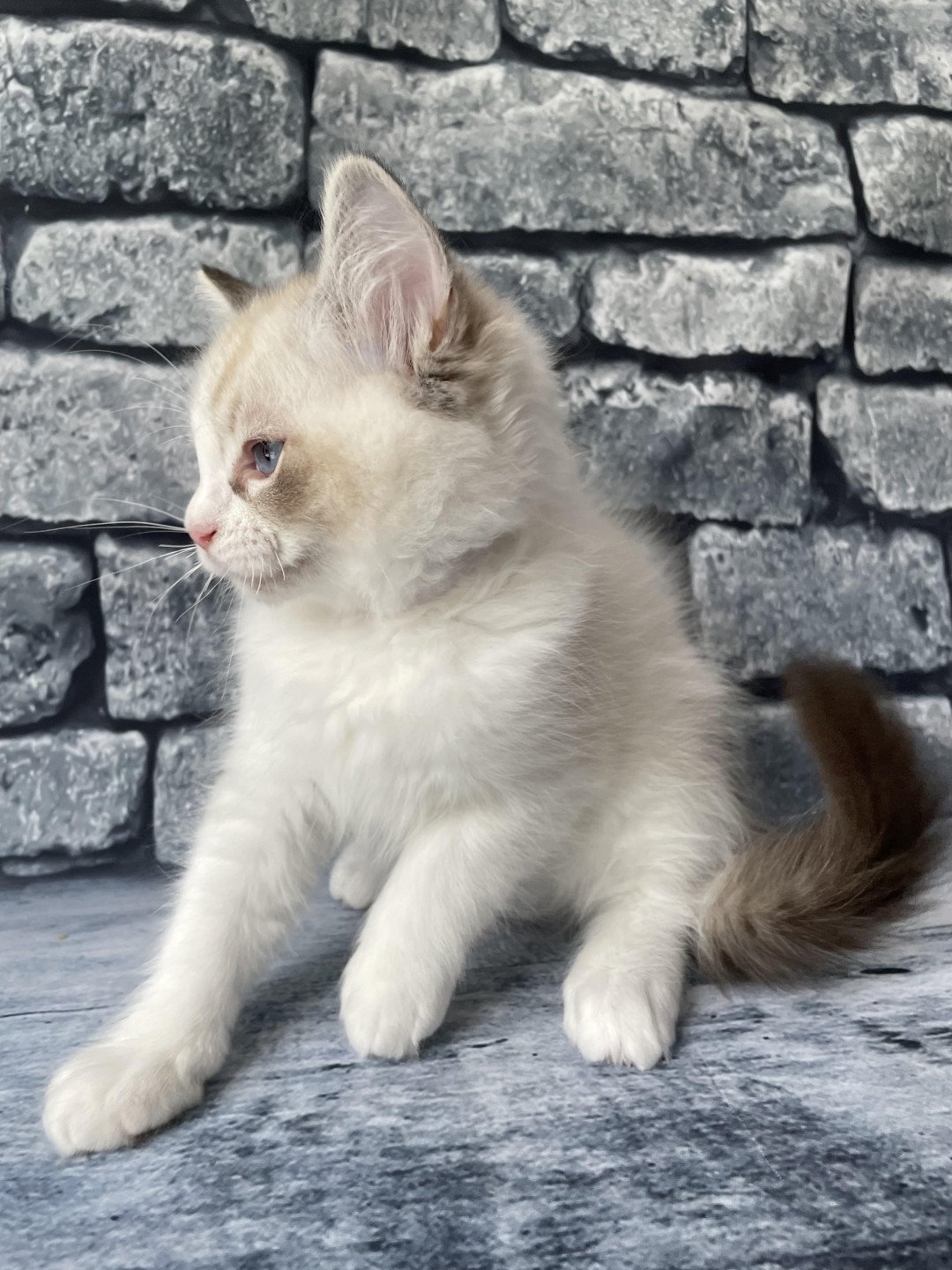 chaton Ragdoll seal tabby point & blanc Shakespeare Les Ragdolls de la Croisette