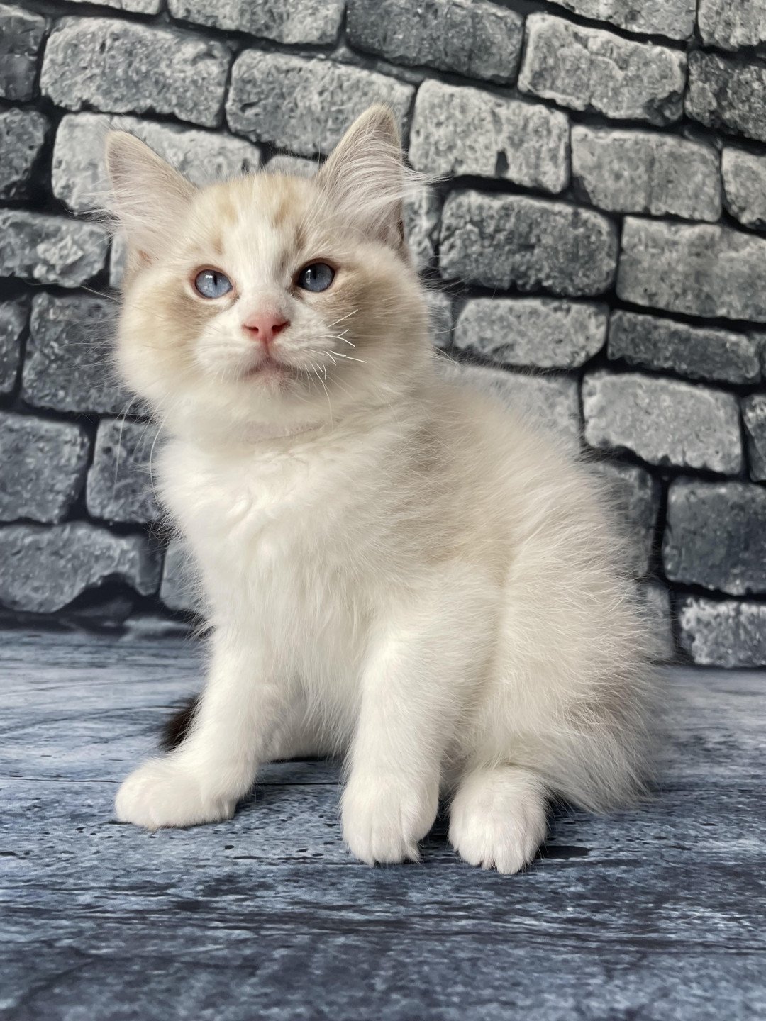 chaton Ragdoll seal tabby point & blanc Shakespeare Les Ragdolls de la Croisette