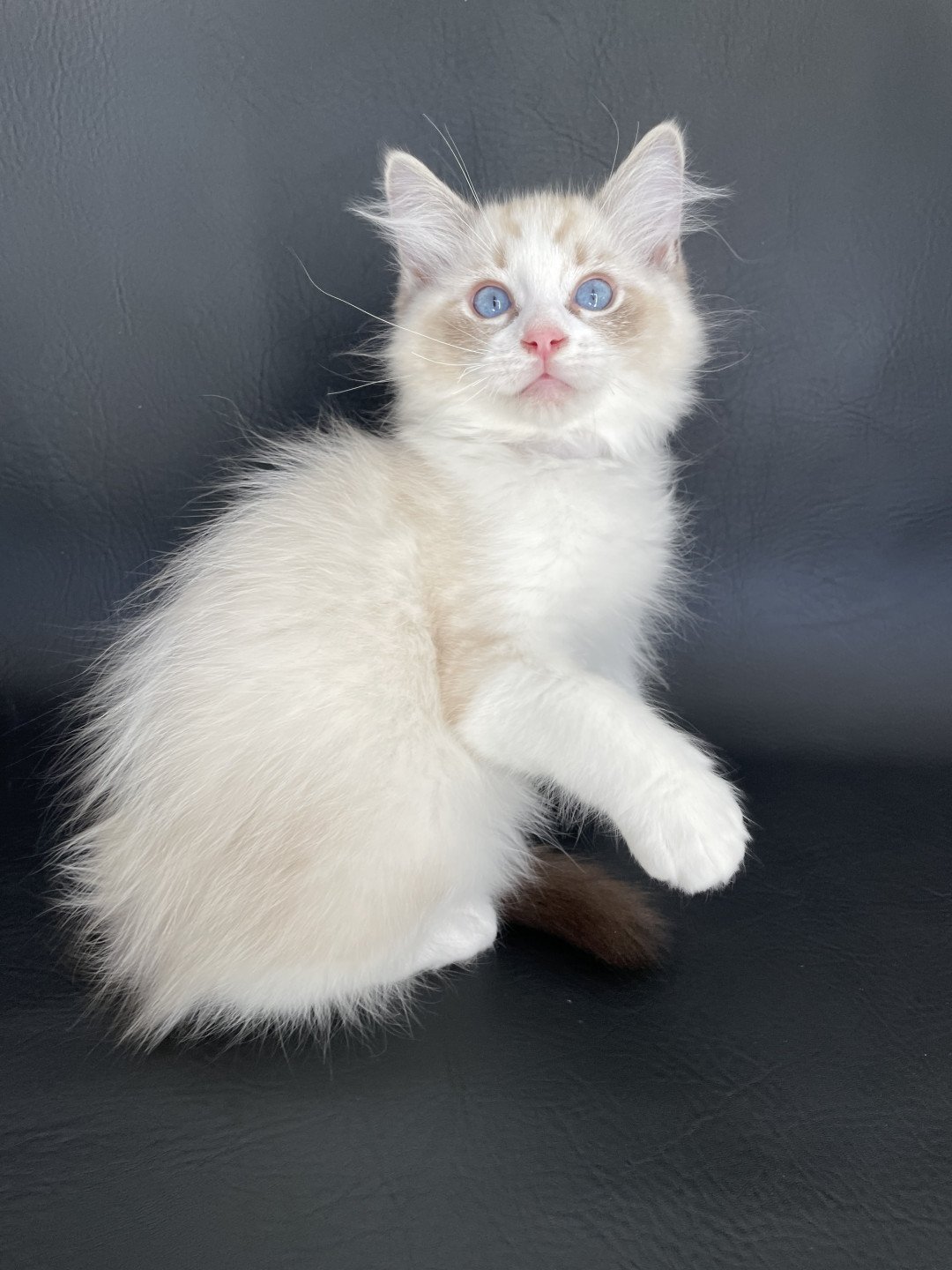chaton Ragdoll seal tabby point & blanc Shakespeare Les Ragdolls de la Croisette