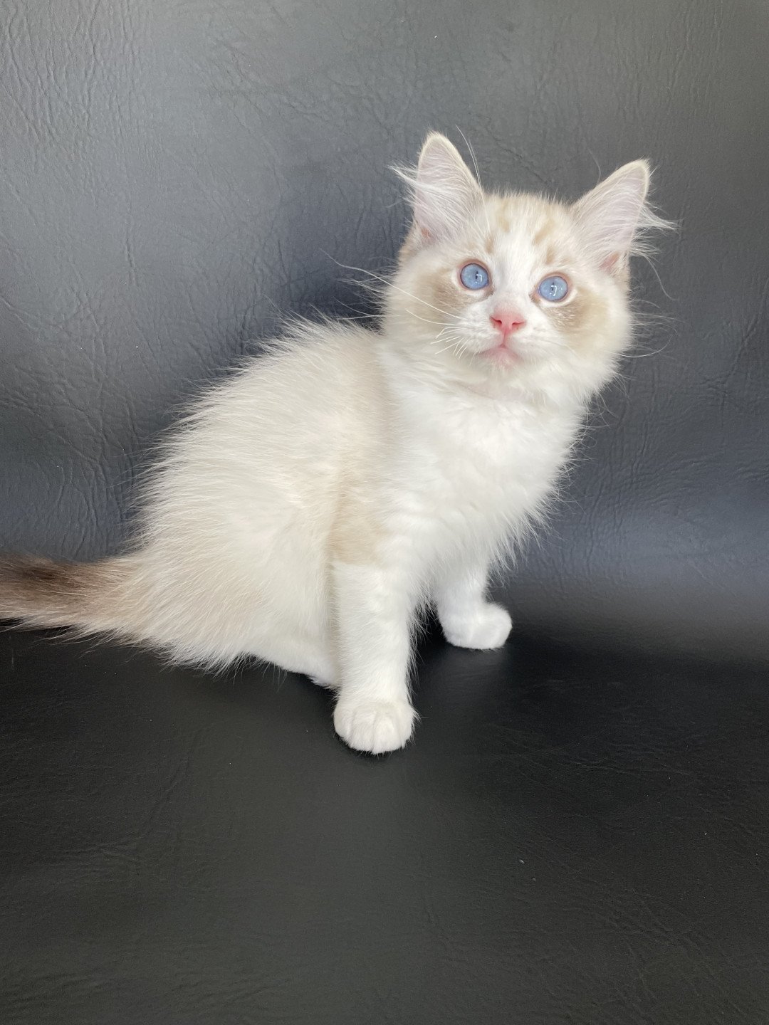 chaton Ragdoll seal tabby point & blanc Shakespeare Les Ragdolls de la Croisette