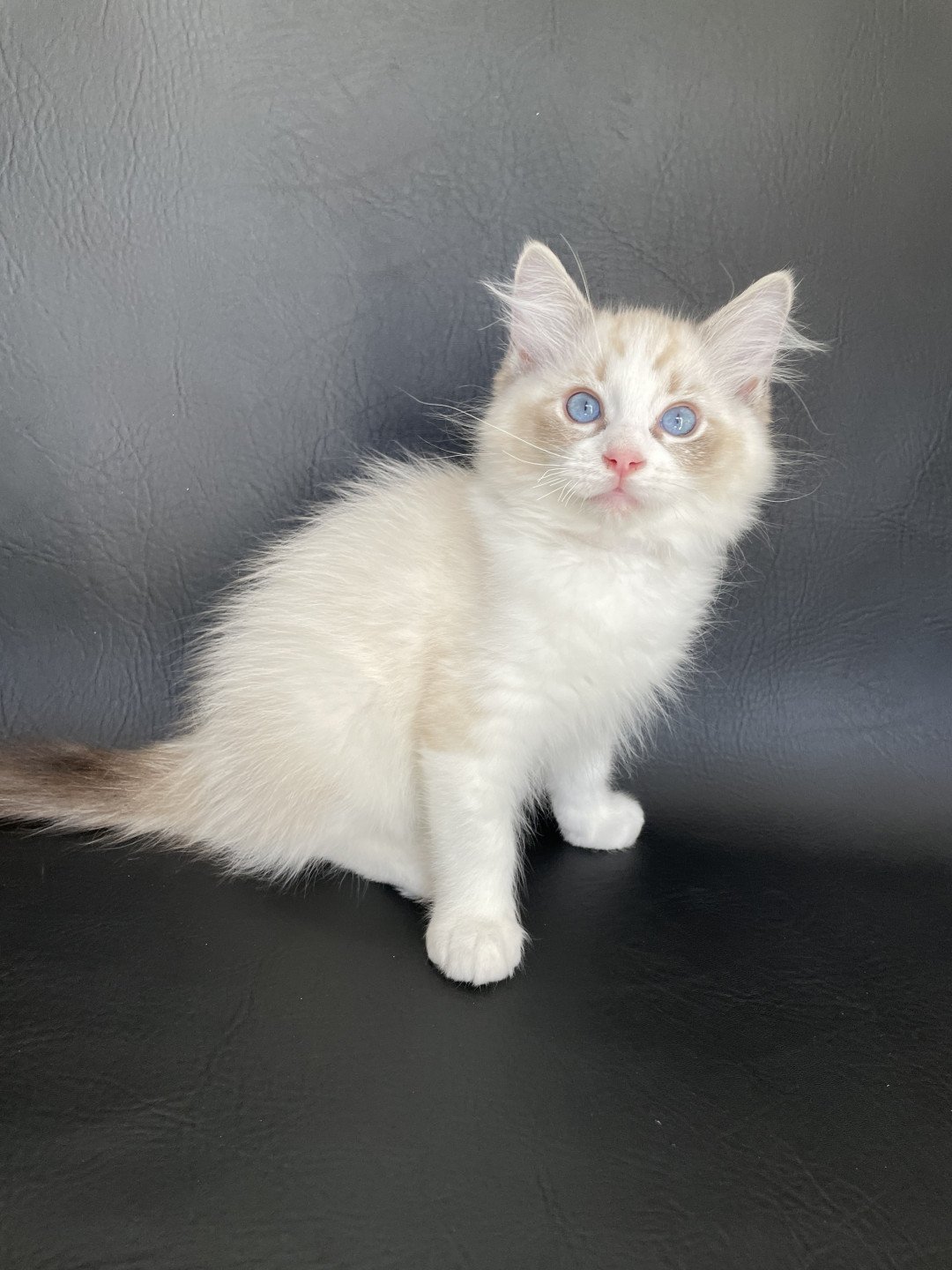chaton Ragdoll seal tabby point & blanc Shakespeare Les Ragdolls de la Croisette