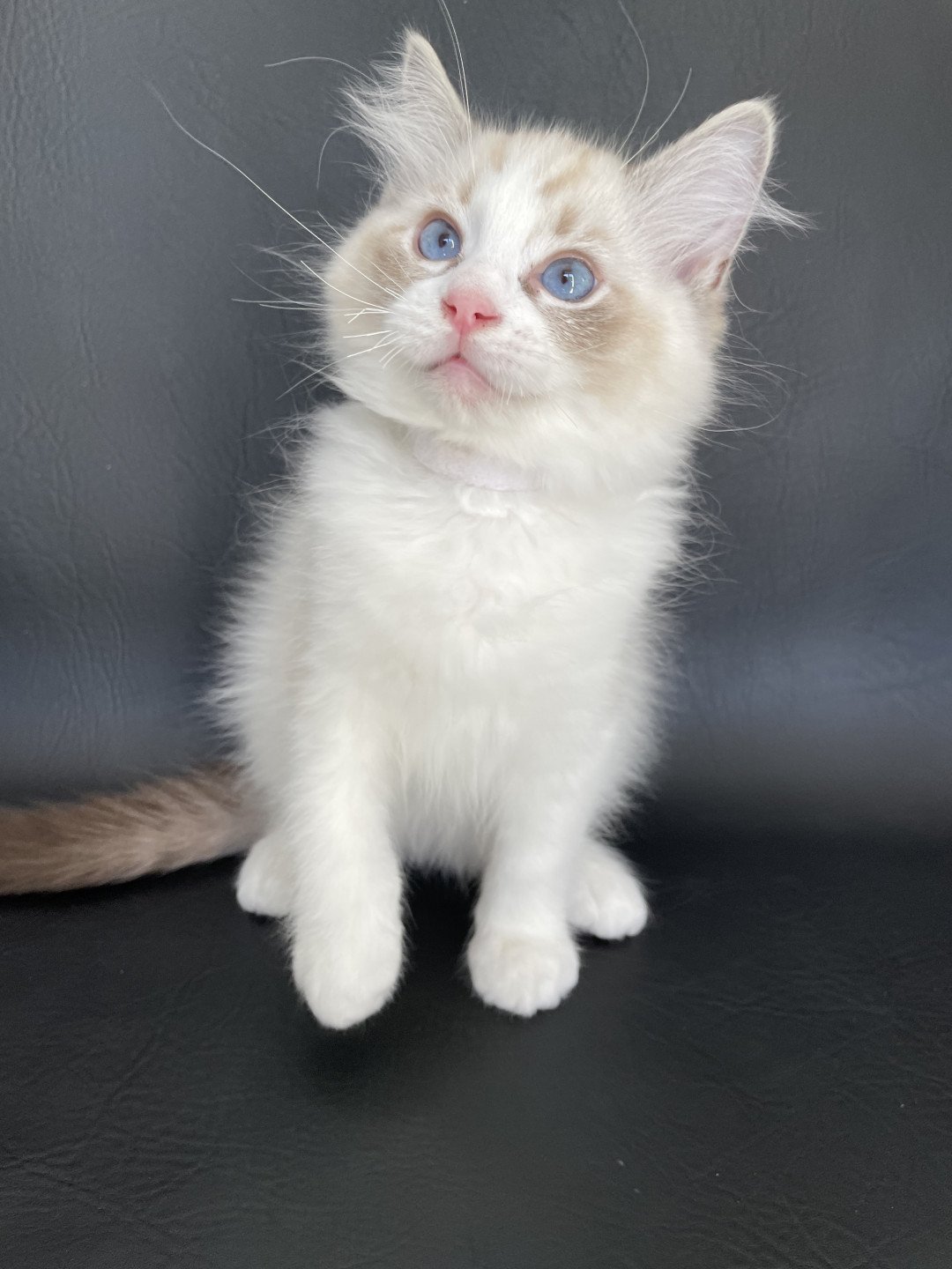 chaton Ragdoll seal tabby point & blanc Shakespeare Les Ragdolls de la Croisette