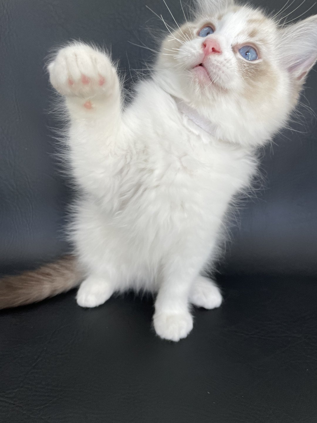 chaton Ragdoll seal tabby point & blanc Shakespeare Les Ragdolls de la Croisette