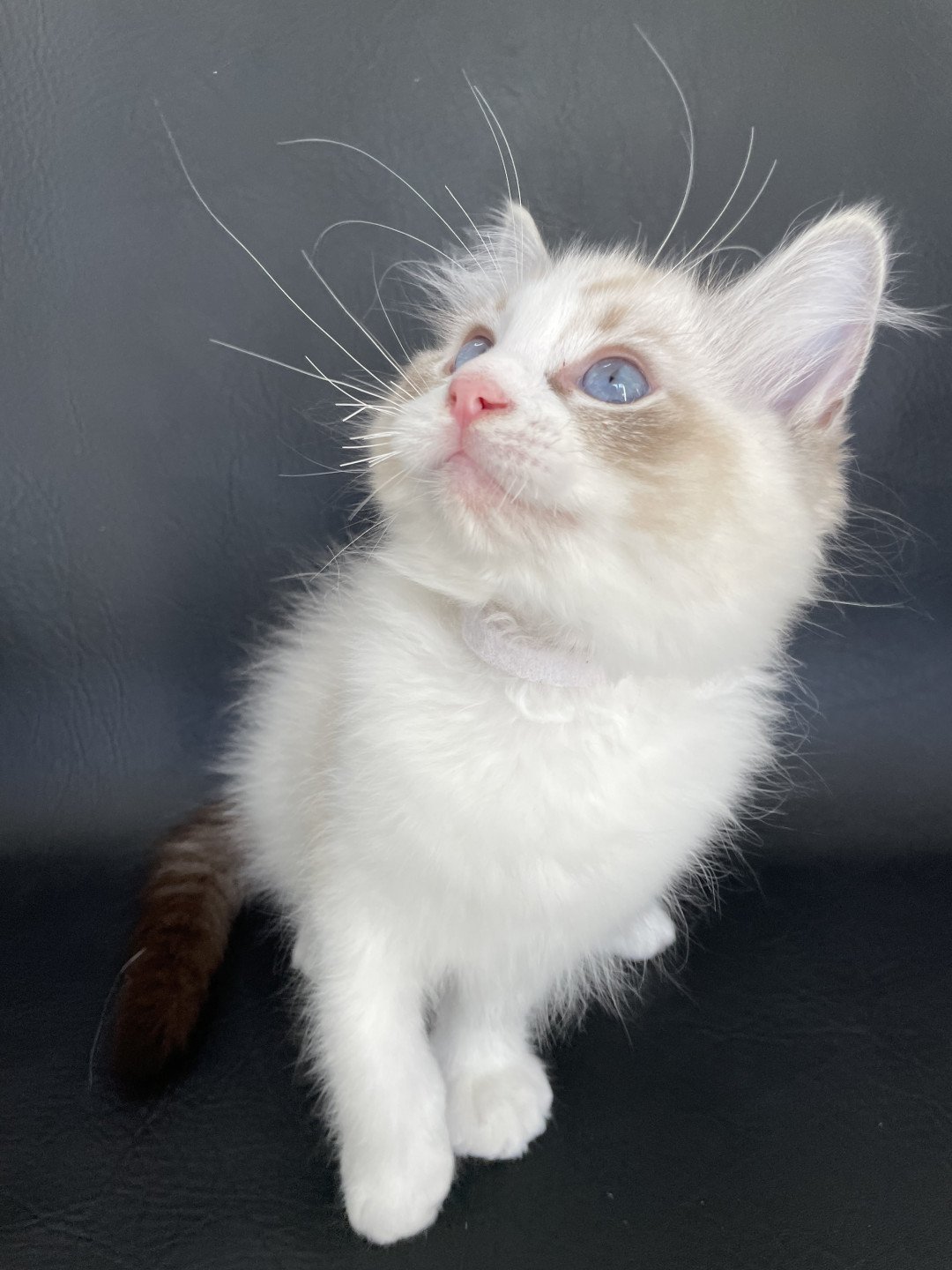chaton Ragdoll seal tabby point & blanc Shakespeare Les Ragdolls de la Croisette