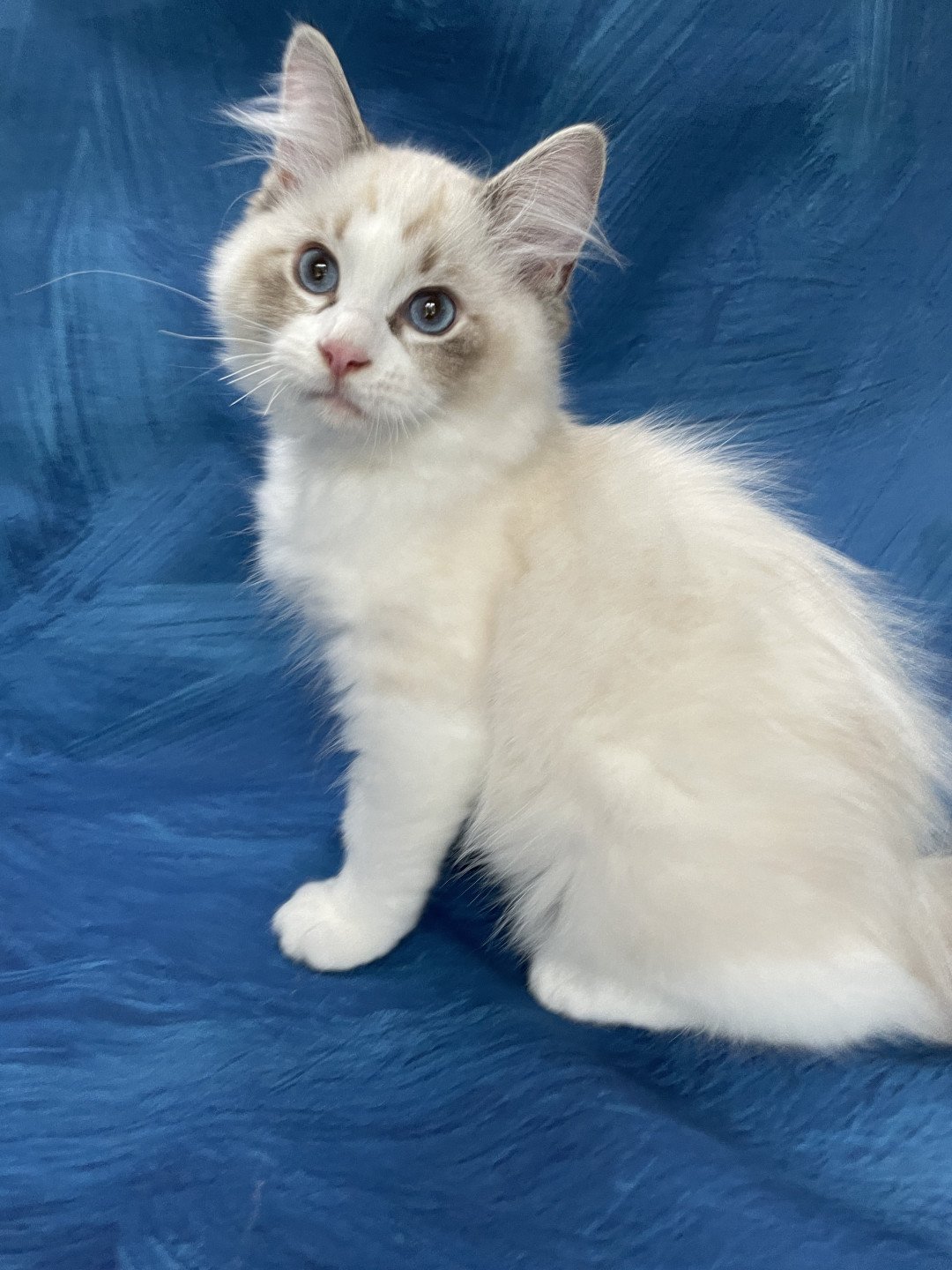 chaton Ragdoll seal tabby point & blanc Shakespeare Les Ragdolls de la Croisette