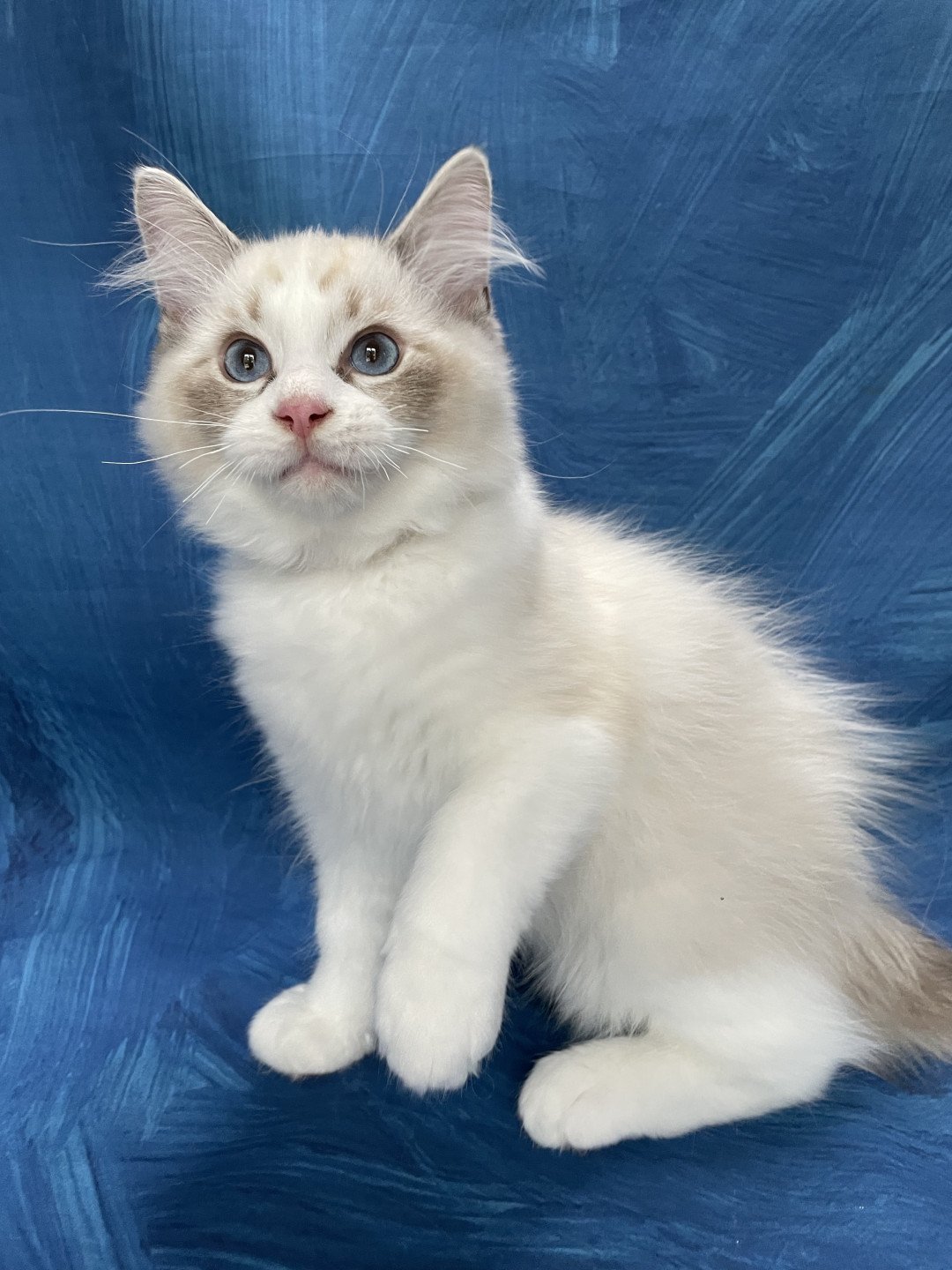 chaton Ragdoll seal tabby point & blanc Shakespeare Les Ragdolls de la Croisette