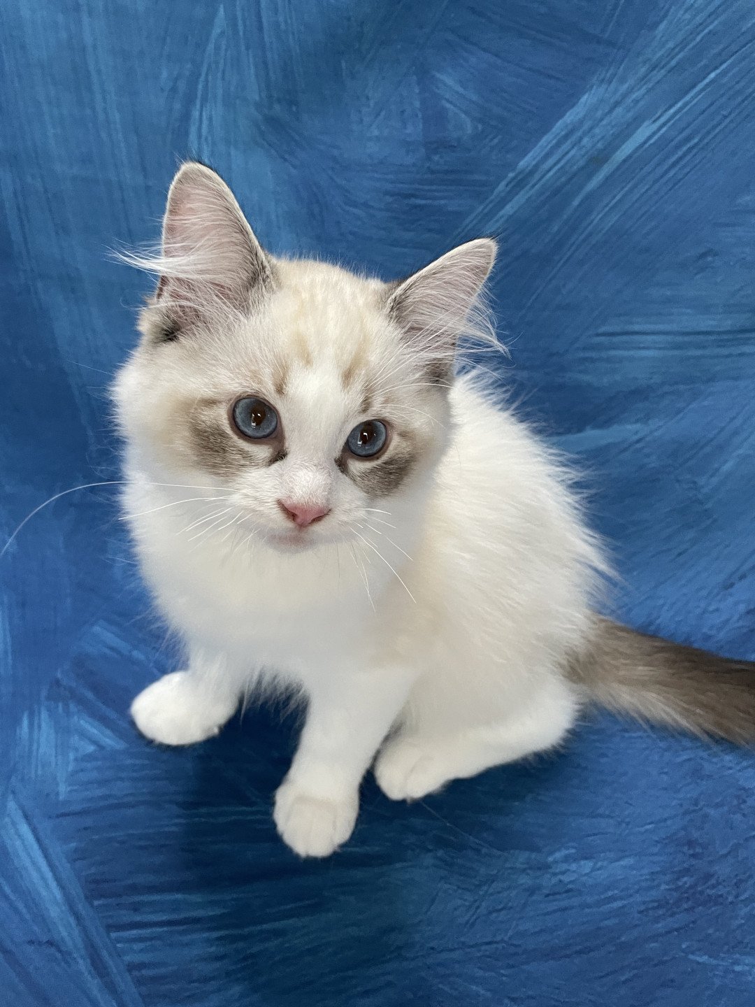 chaton Ragdoll seal tabby point & blanc Shakespeare Les Ragdolls de la Croisette