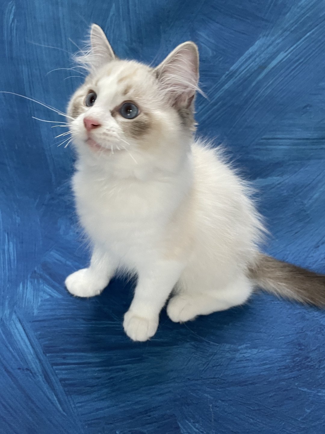 chaton Ragdoll seal tabby point & blanc Shakespeare Les Ragdolls de la Croisette