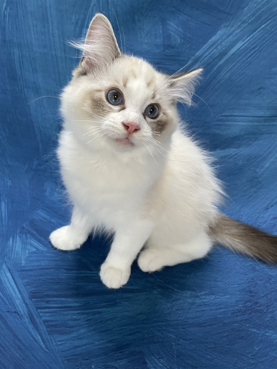 chaton Ragdoll seal tabby point & blanc Shakespeare Les Ragdolls de la Croisette