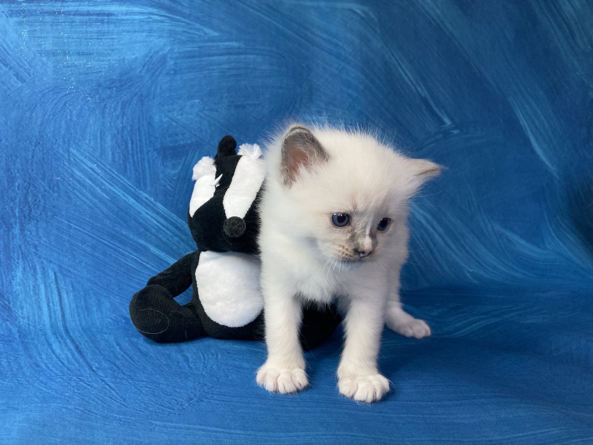chaton Ragdoll blue point mitted Blanc Les Ragdolls de la Croisette