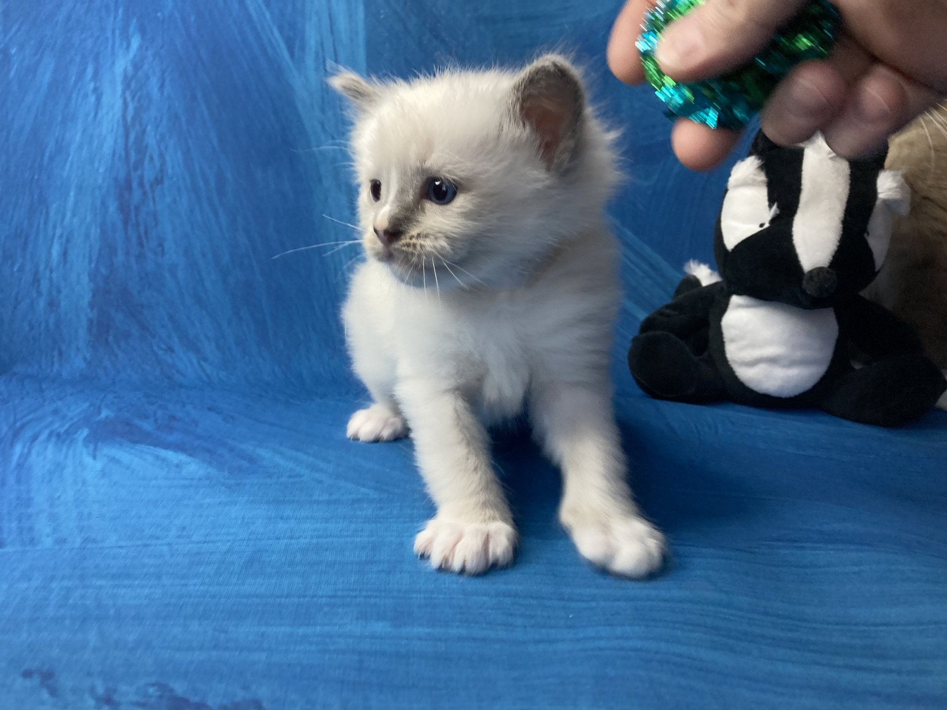 chaton Ragdoll blue point mitted Blanc Les Ragdolls de la Croisette