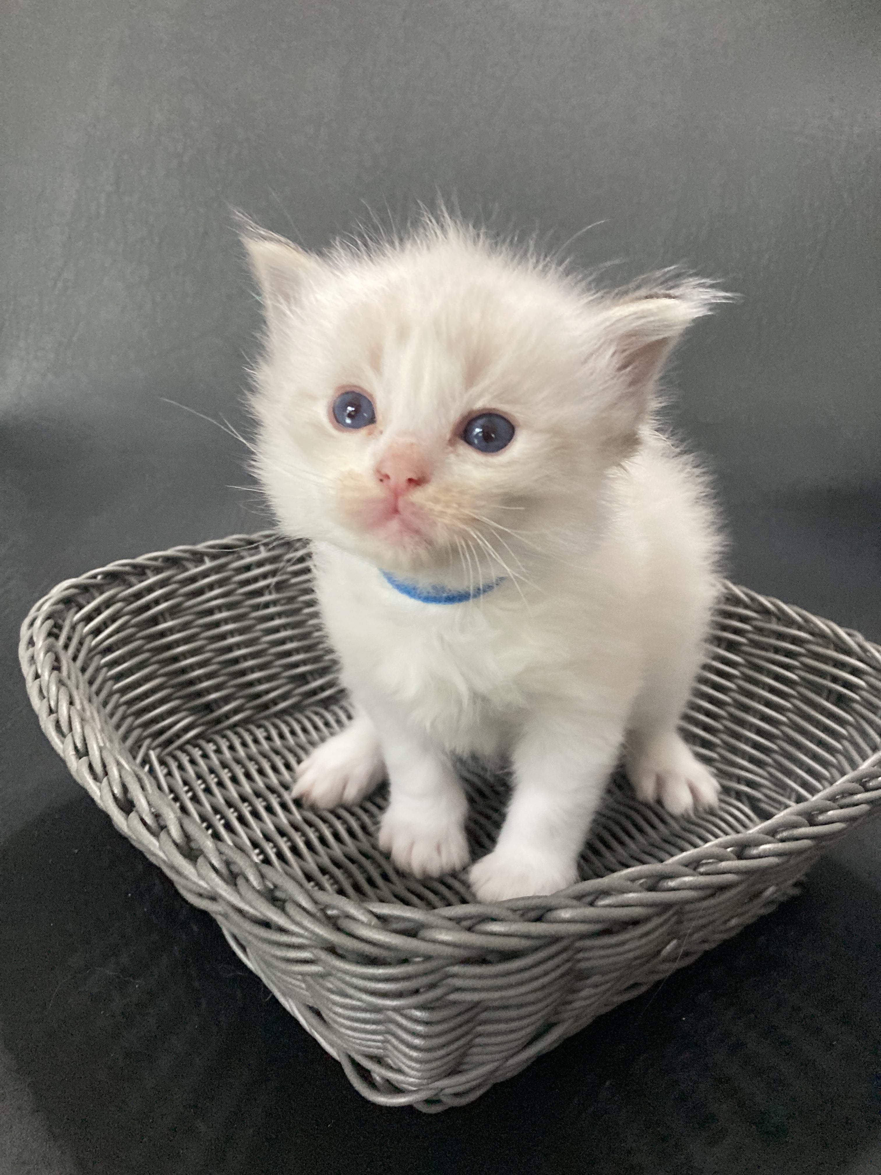 chaton Ragdoll Bleu fonce Les Ragdolls de la Croisette