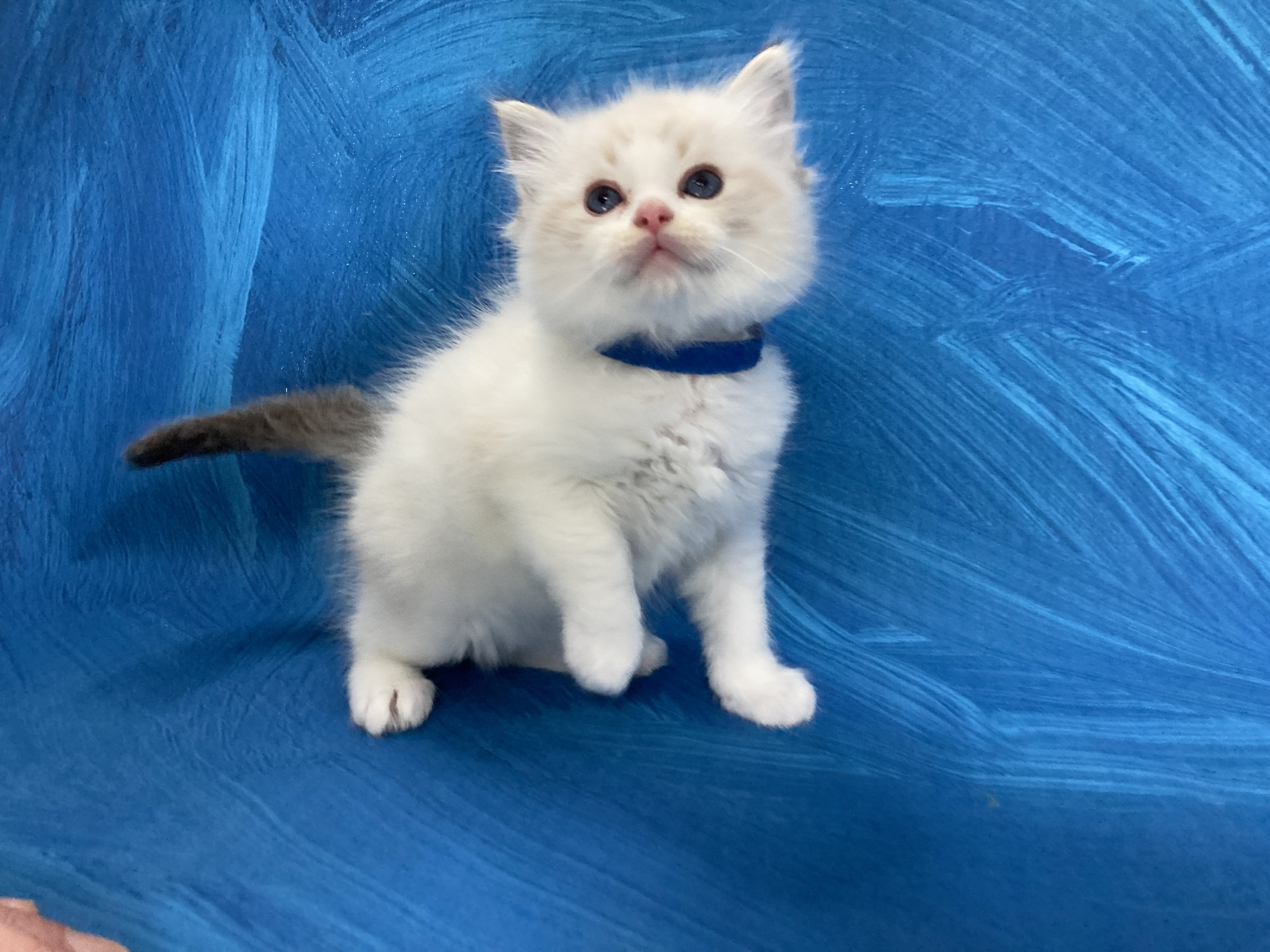 chaton Ragdoll seal tabby point bicolor Stuky Les Ragdolls de la Croisette
