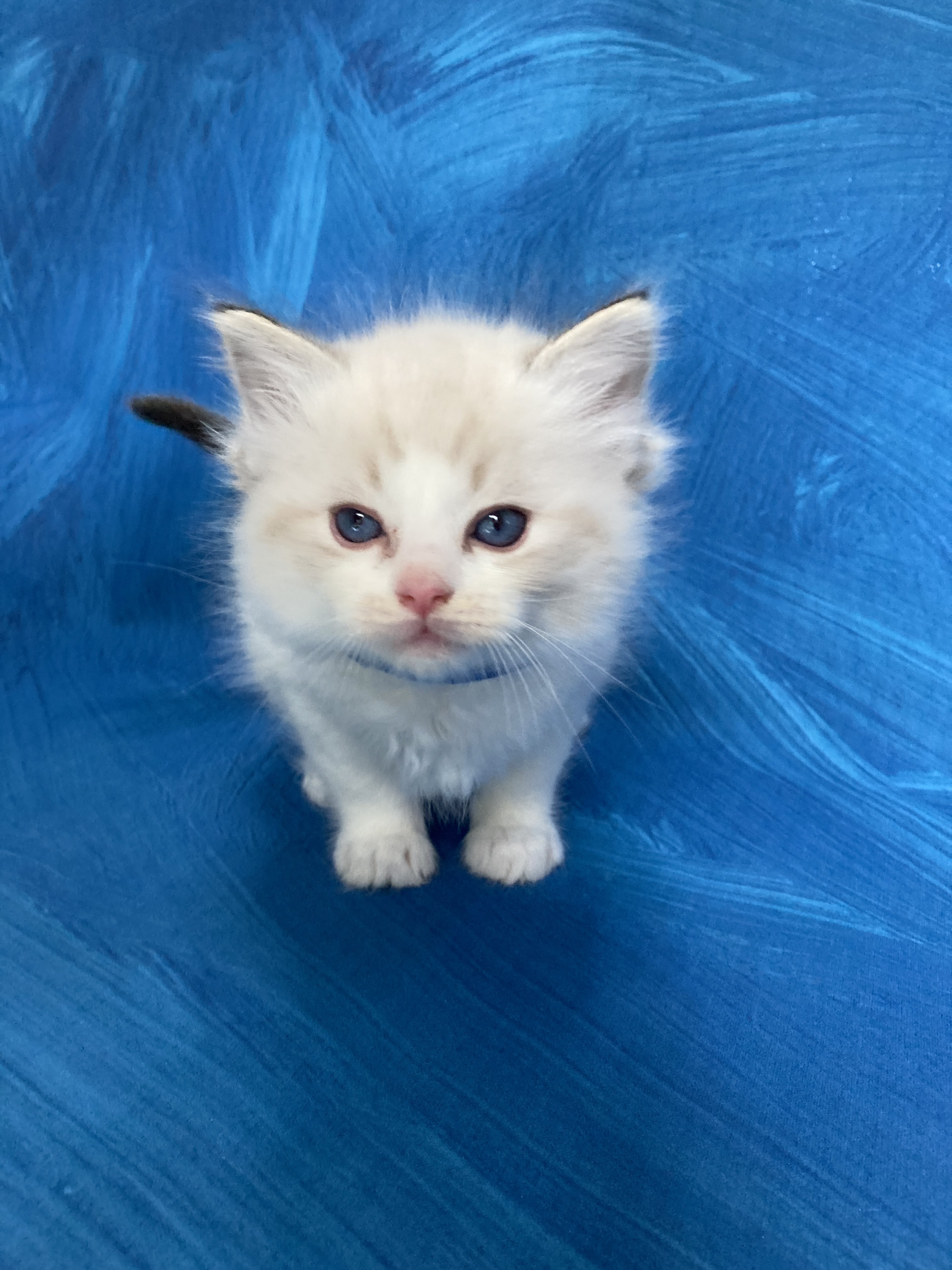 chaton Ragdoll seal tabby point bicolor Stuky Les Ragdolls de la Croisette