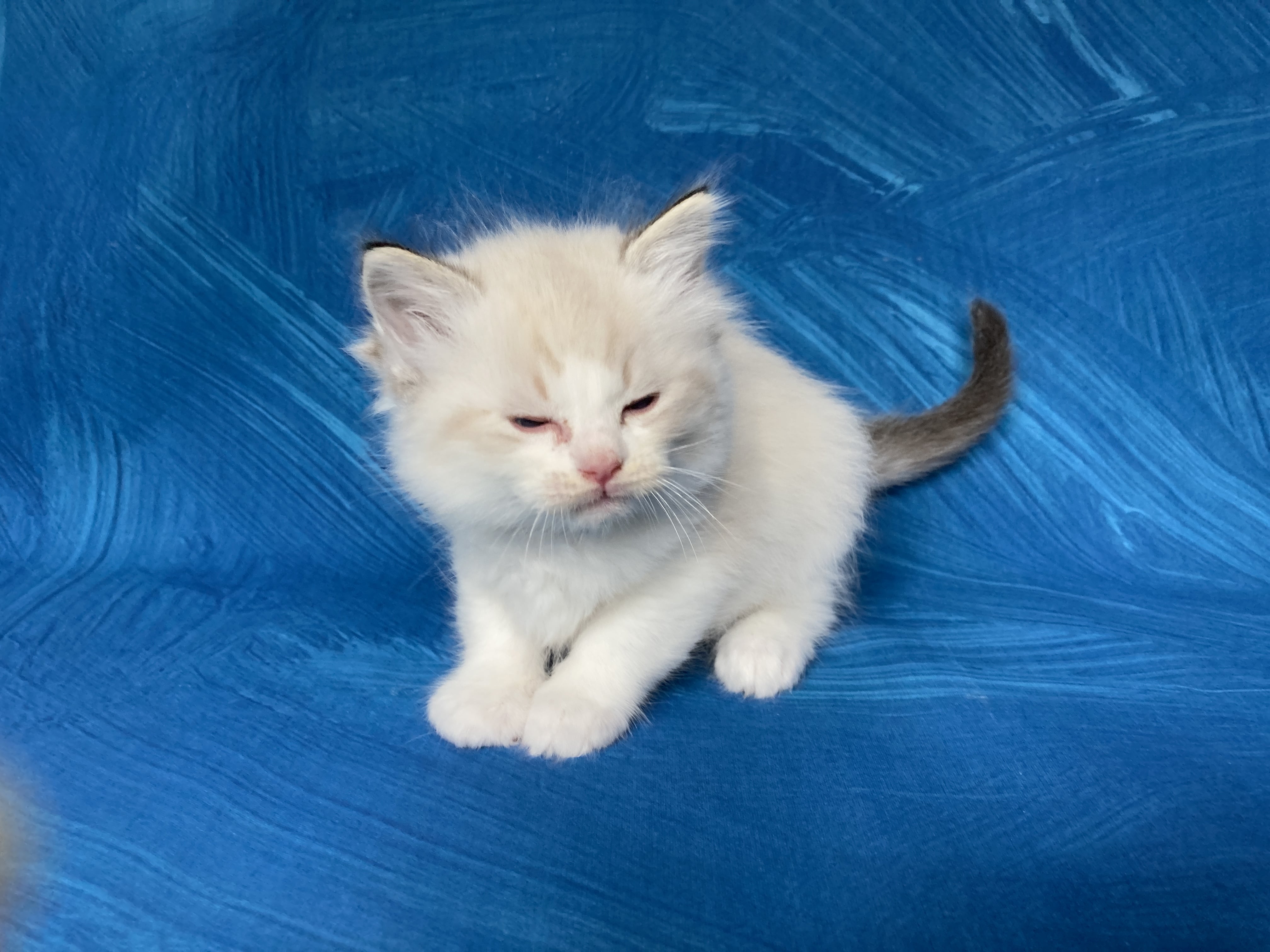 chaton Ragdoll seal tabby point bicolor Stuky Les Ragdolls de la Croisette