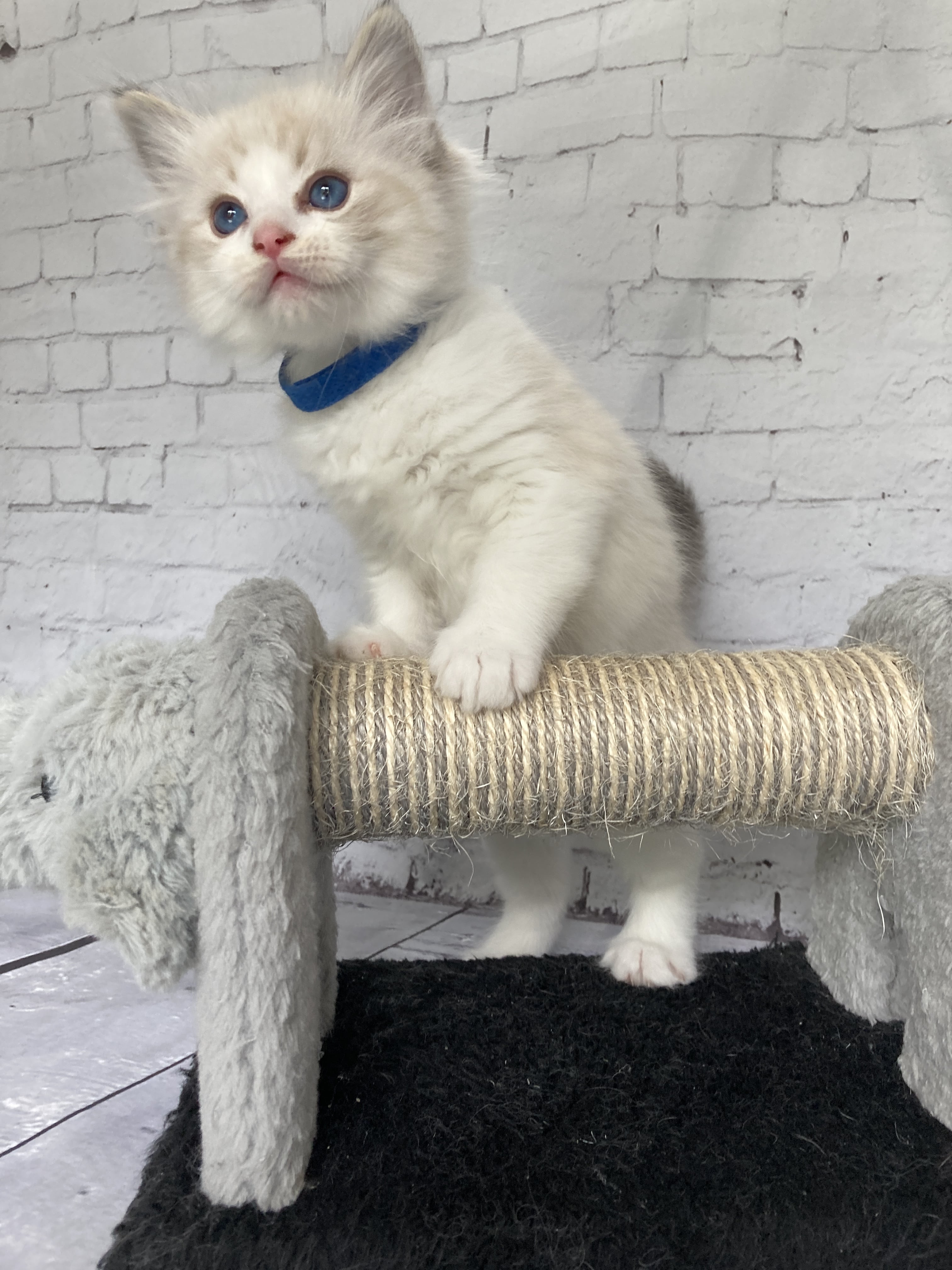 chaton Ragdoll seal tabby point bicolor Stuky Les Ragdolls de la Croisette