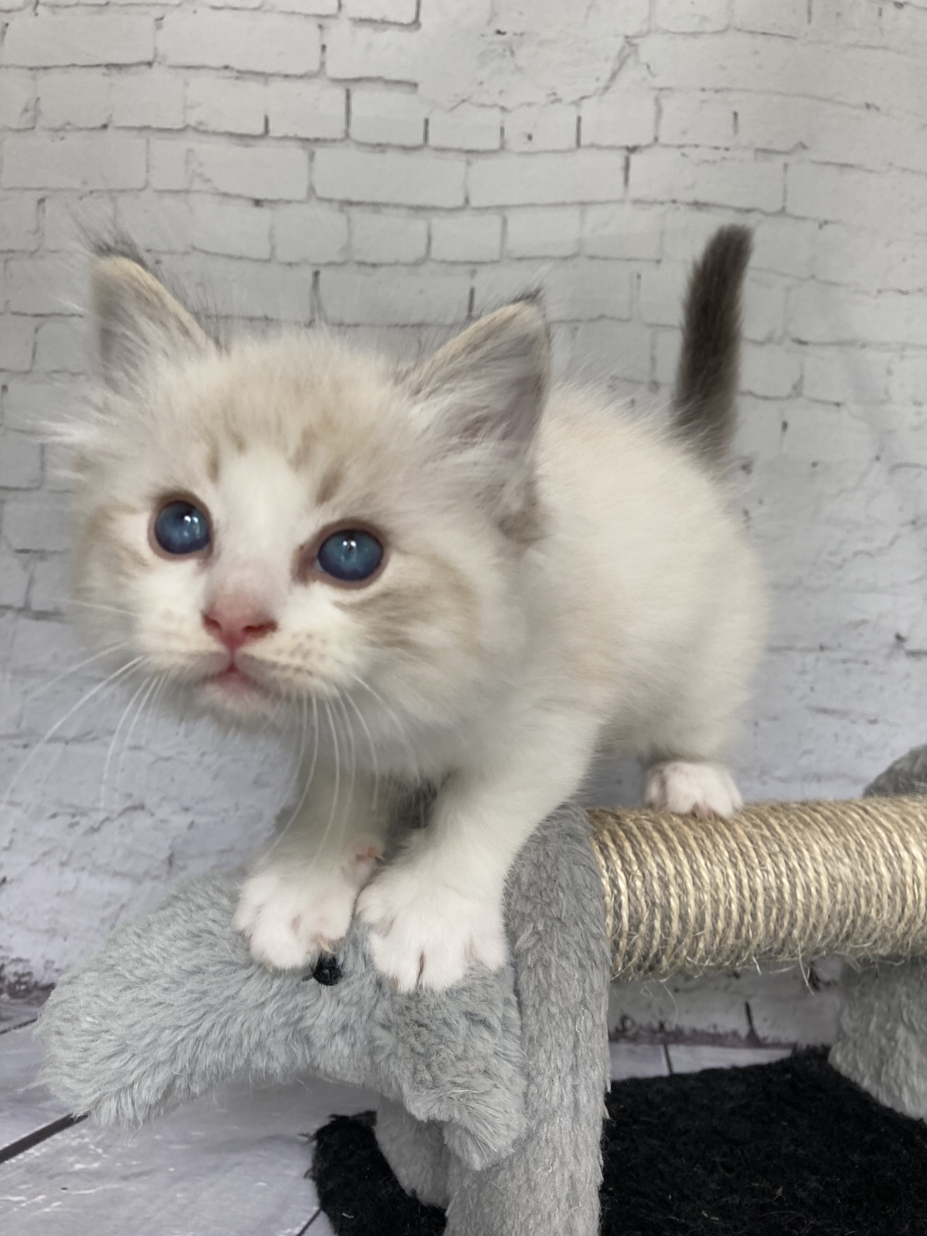 chaton Ragdoll seal tabby point bicolor Stuky Les Ragdolls de la Croisette