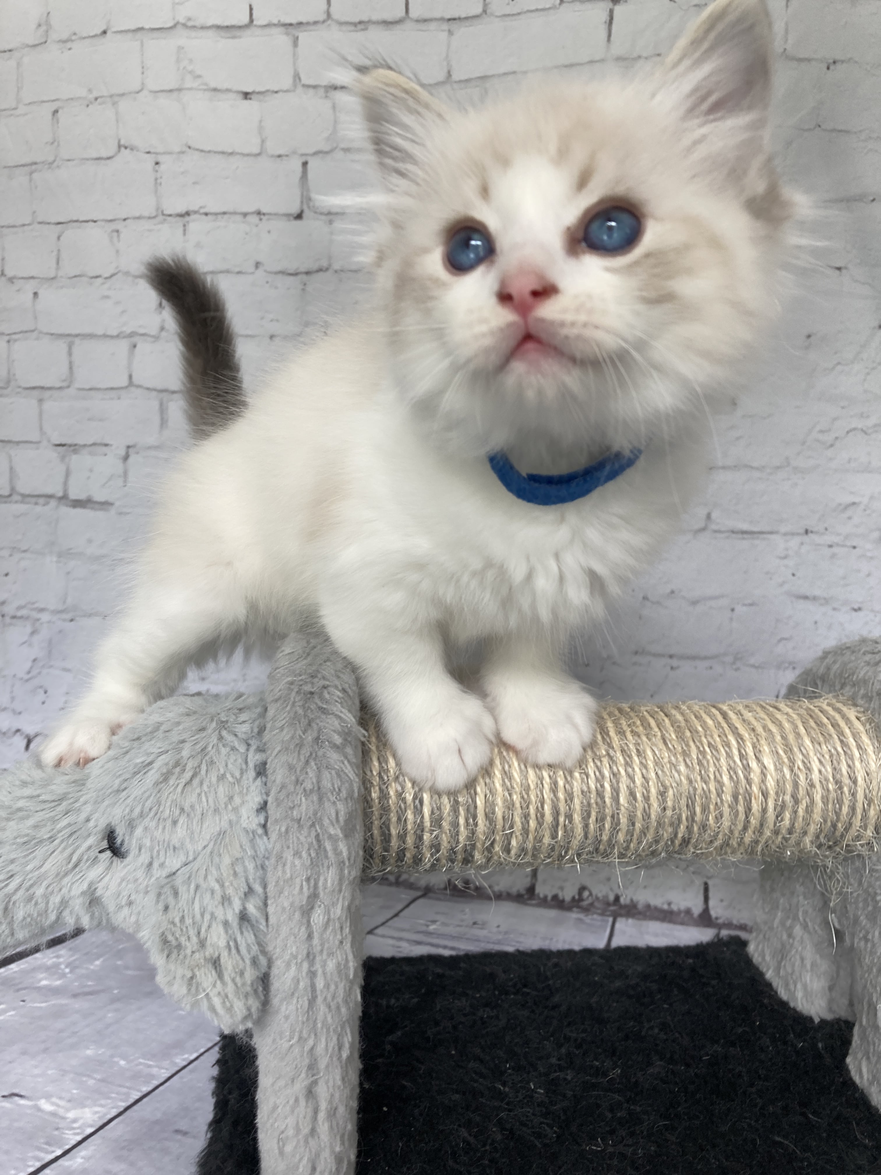 chaton Ragdoll seal tabby point bicolor Stuky Les Ragdolls de la Croisette
