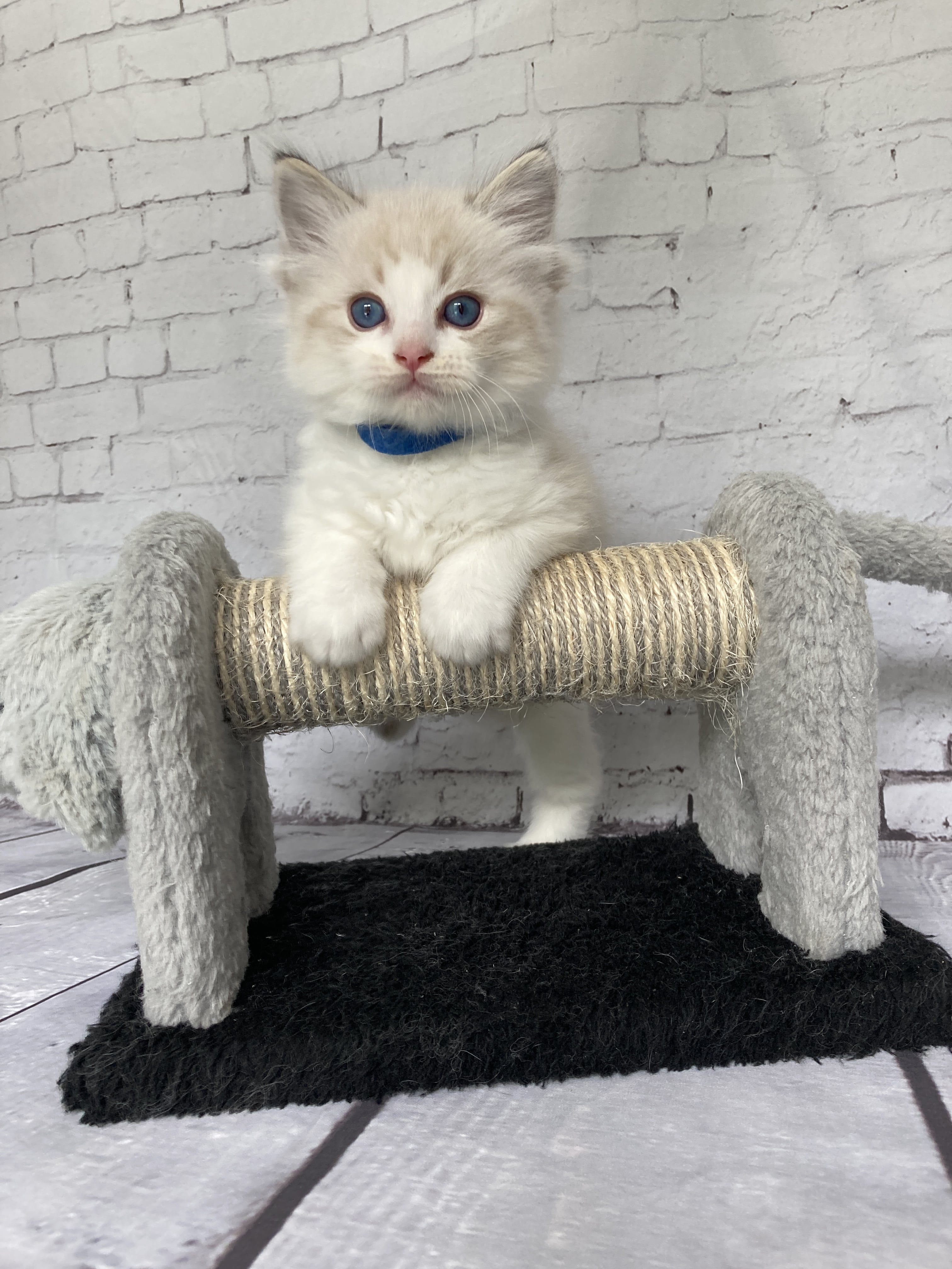 chaton Ragdoll seal tabby point bicolor Stuky Les Ragdolls de la Croisette