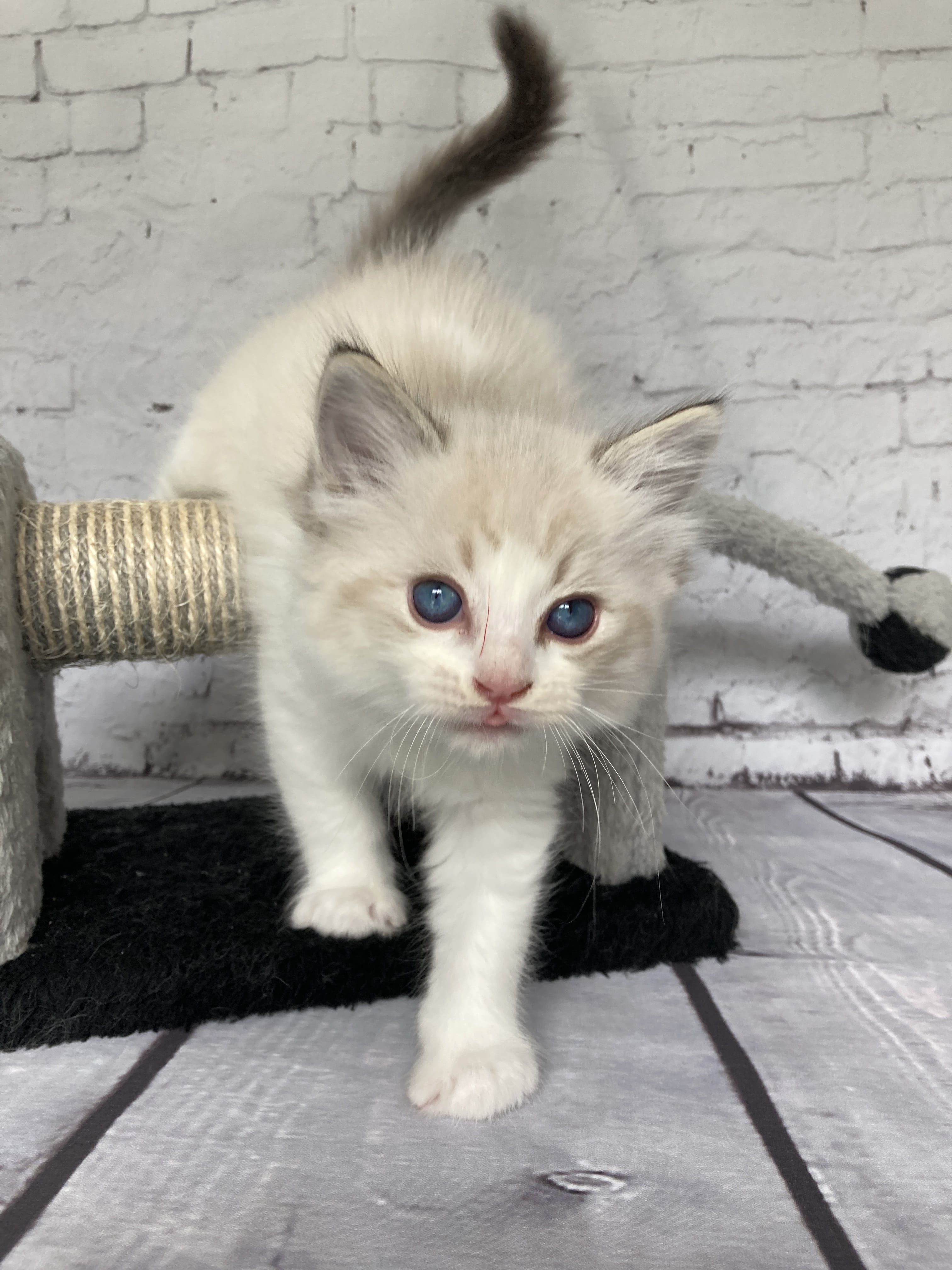 chaton Ragdoll seal tabby point bicolor Stuky Les Ragdolls de la Croisette